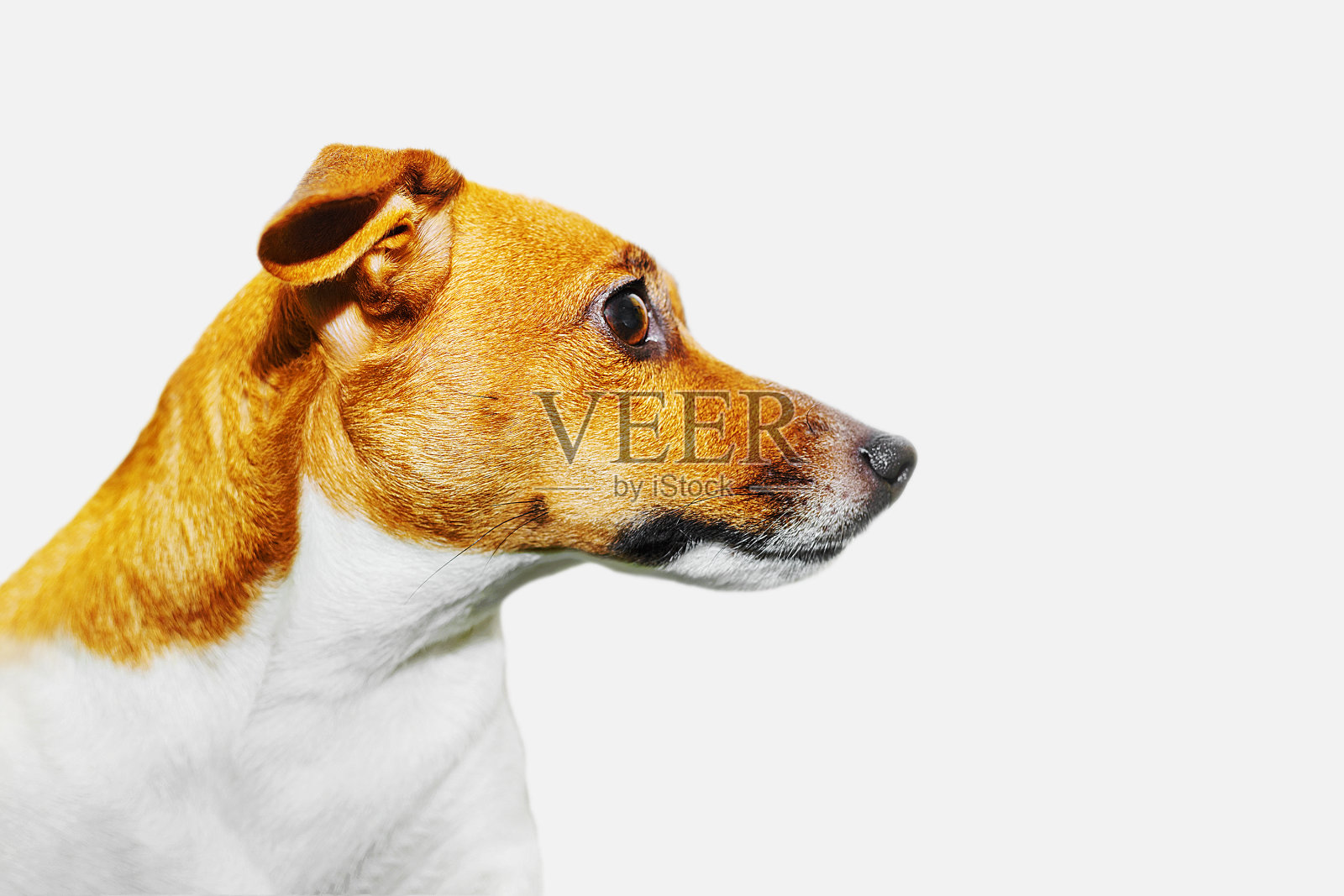 可爱的杰克罗素狗头在灯光背景。剖面视图。照片摄影图片