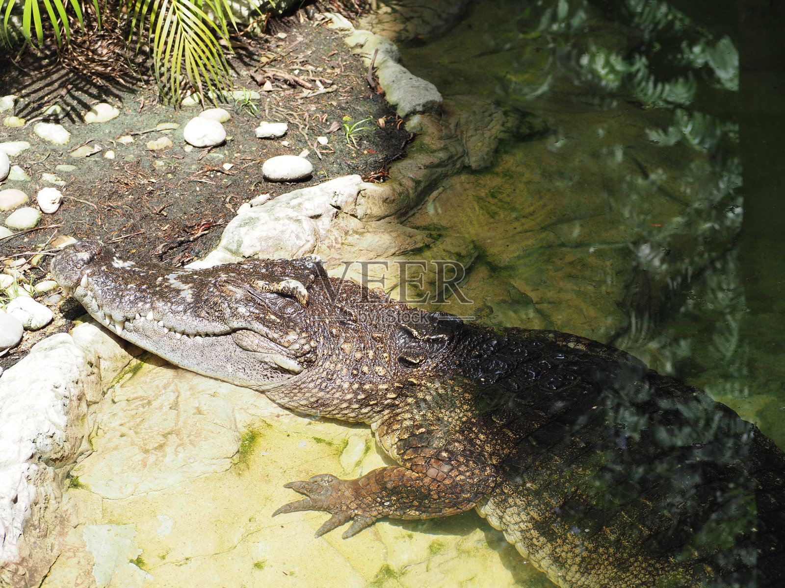 大鳄鱼正在晒太阳休息。照片摄影图片