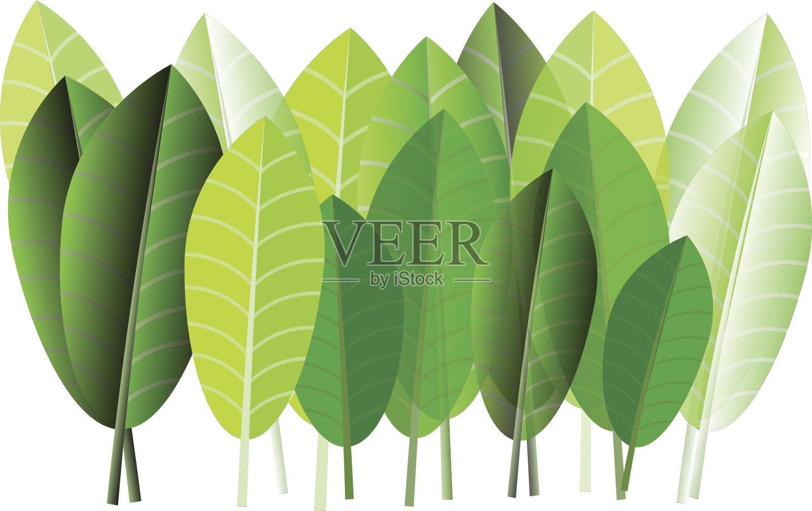 鸡蛋花叶图案在白色背景上。插画图片素材