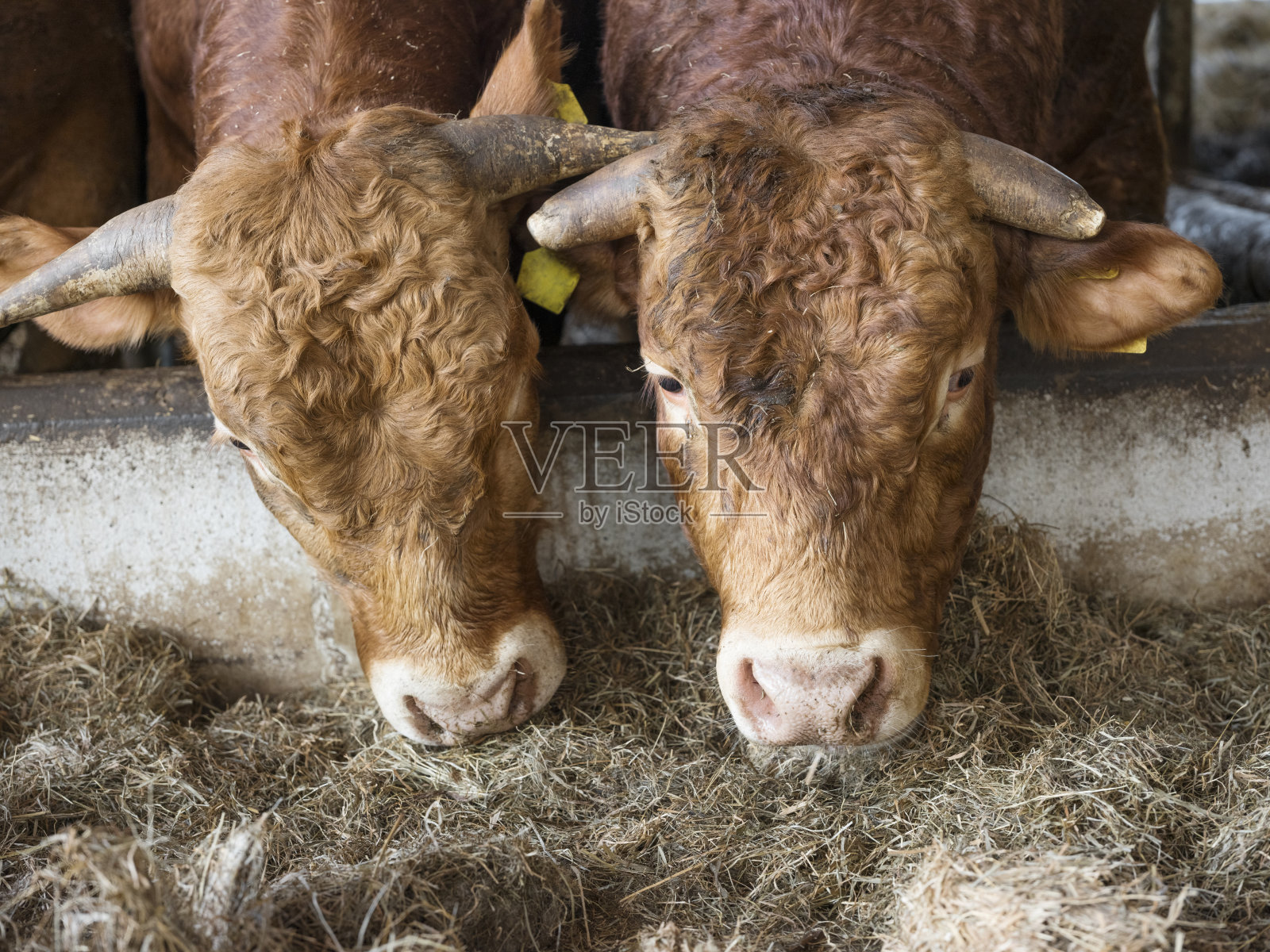 荷兰乌得勒支附近的有机农场里，两头豪华牛在牲口棚里喂奶照片摄影图片