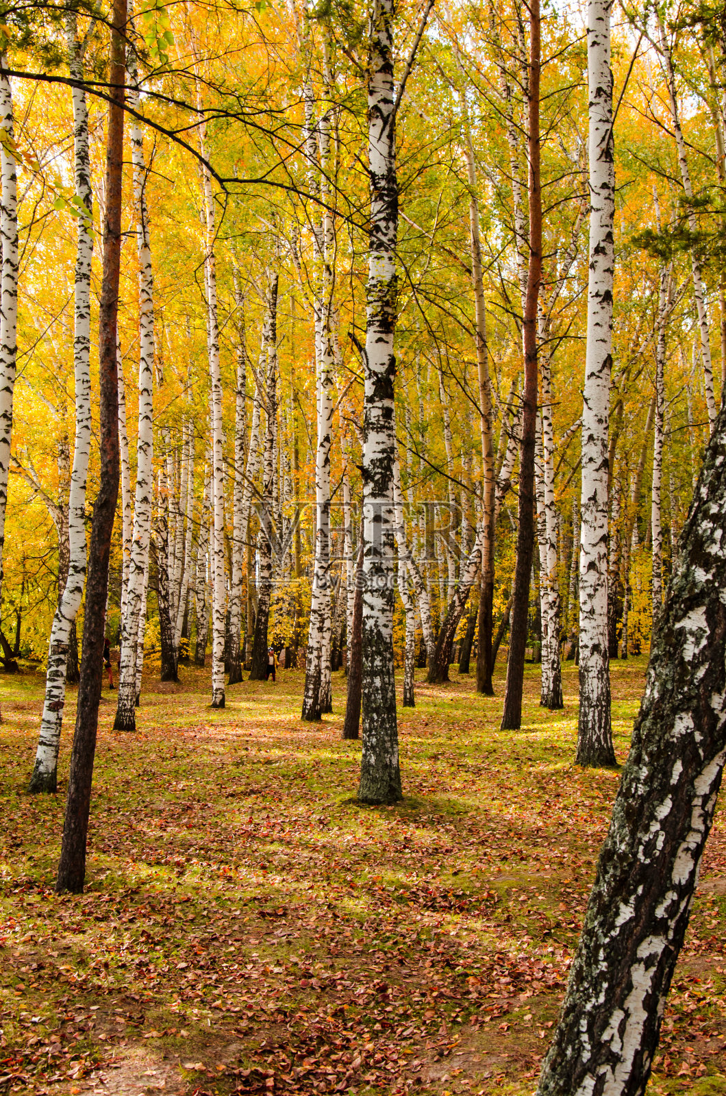 秋天的桦树森林与黄色红绿色的树叶在一个阳光明媚的温暖的日子照片摄影图片