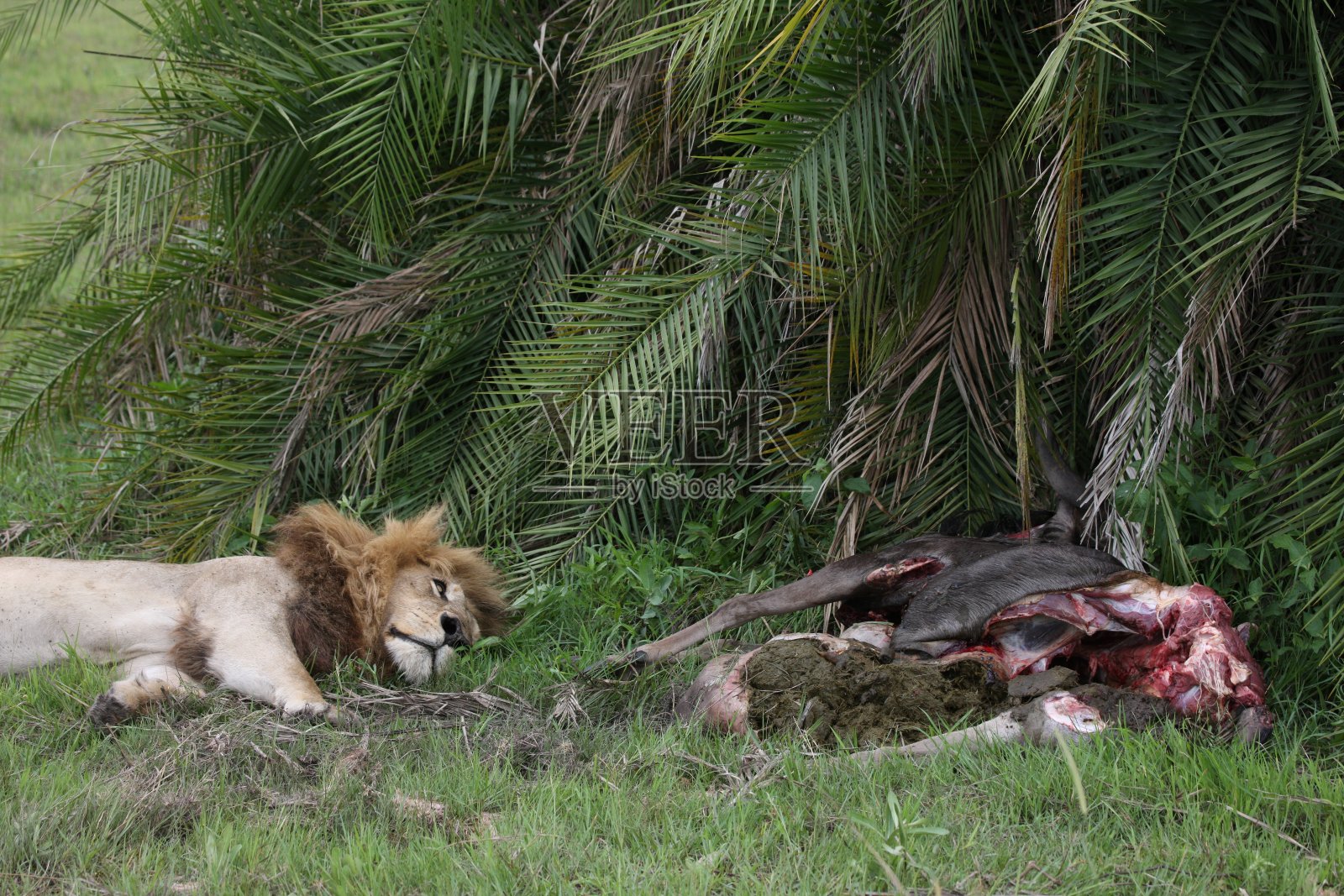 狮子野生危险的哺乳动物非洲草原肯尼亚照片摄影图片