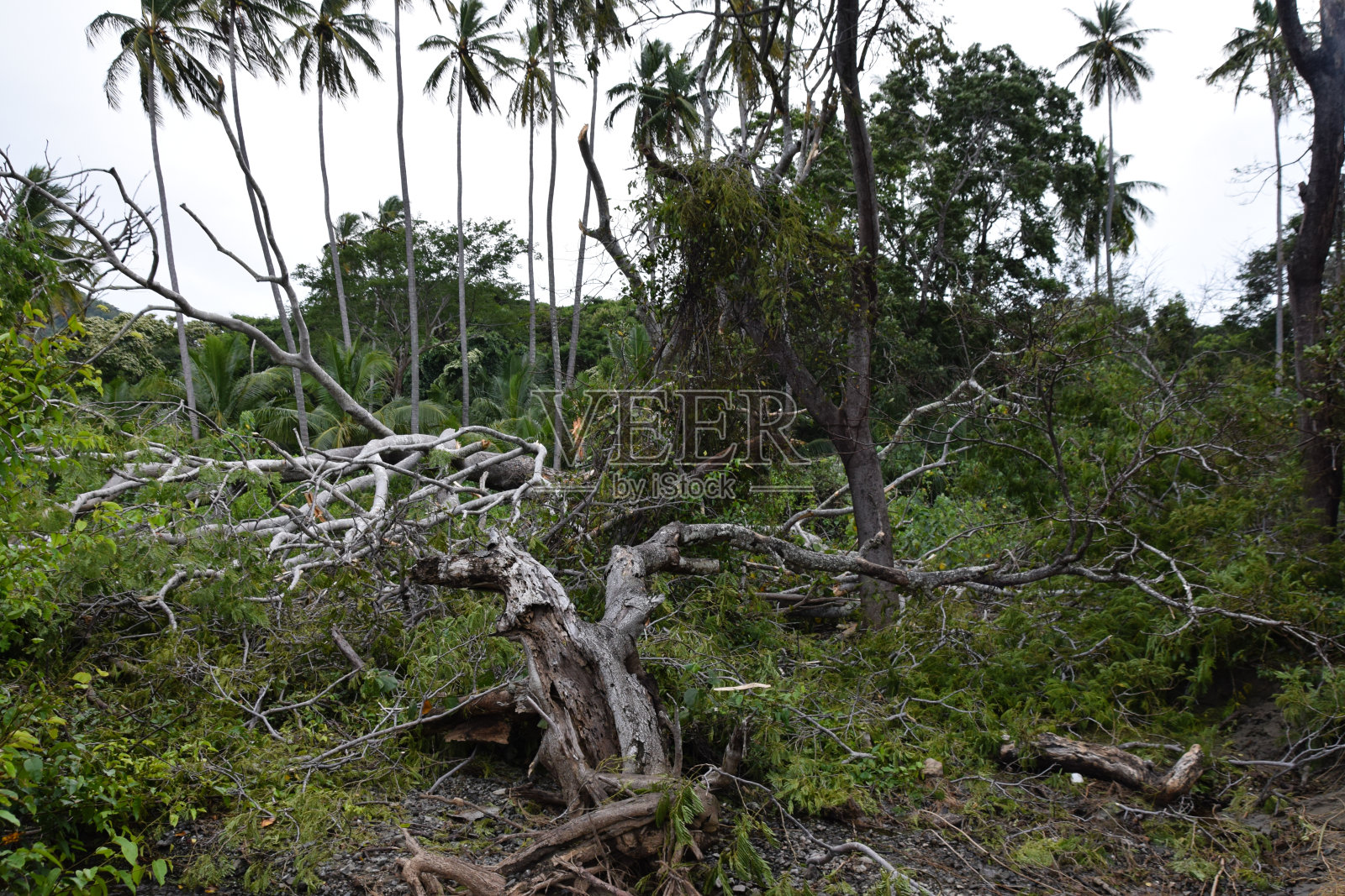 2016年11月25日，飓风奥托在哥斯达黎加瓜纳卡斯特的可可湖畔倒下。奥托是袭击哥斯达黎加的第一个飓风，也是2016年的最后一个飓风照片摄影图片