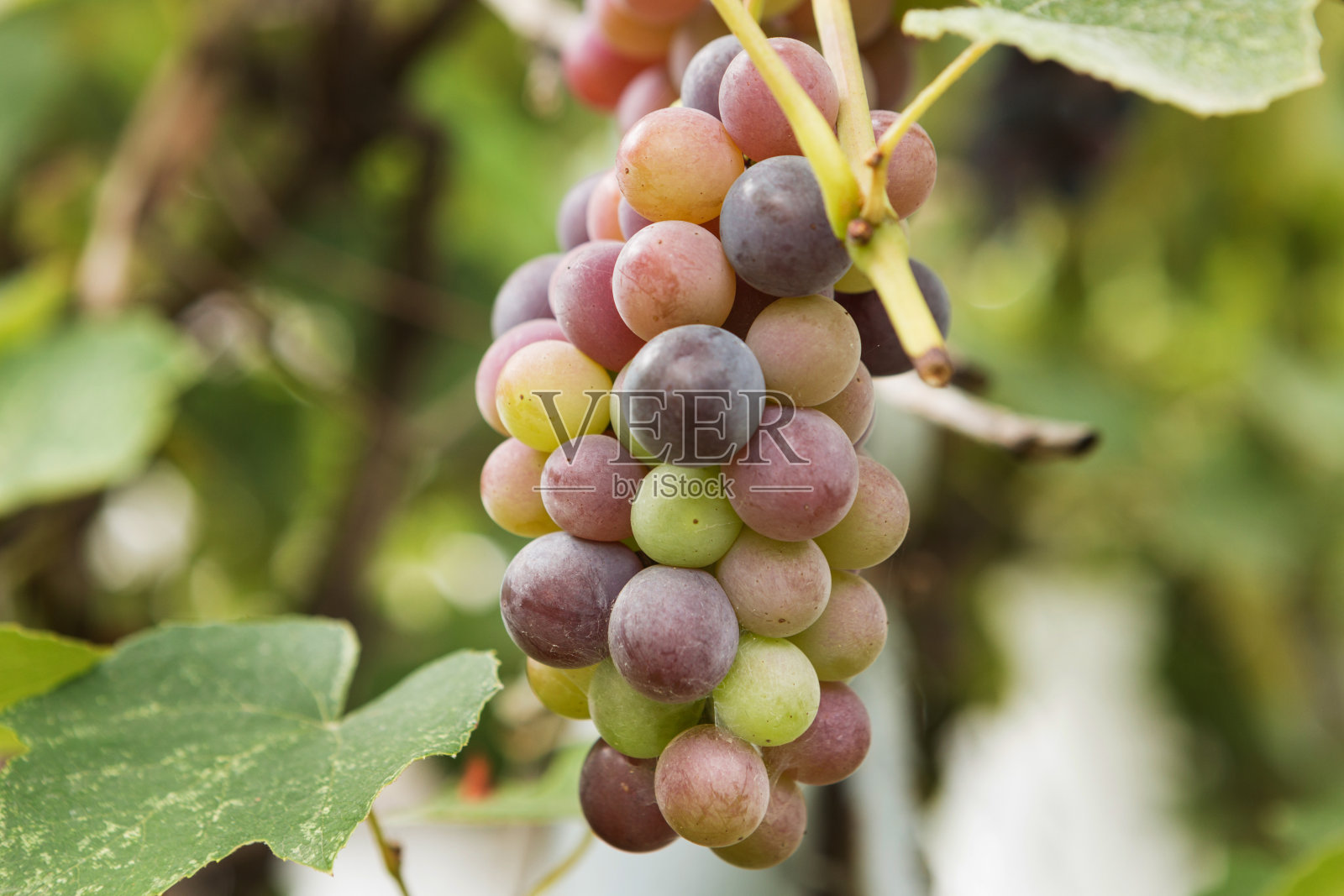 大串的黑葡萄在绿色的背景下成熟照片摄影图片