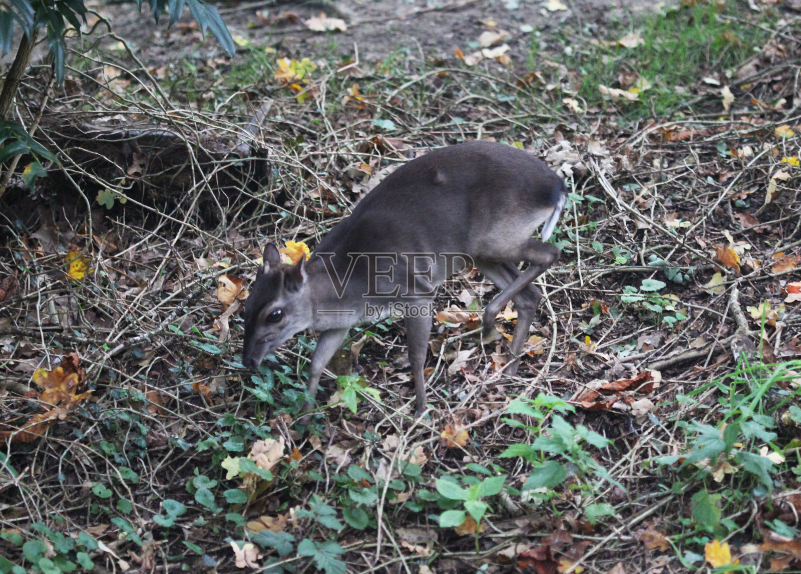 蓝色duiker (Philantomba monticola)照片摄影图片