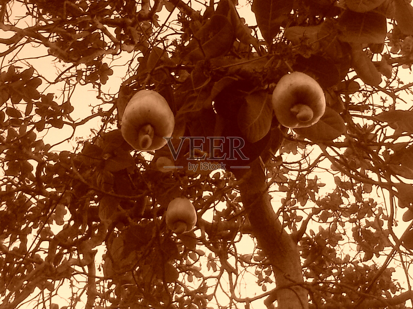 caju广照片摄影图片