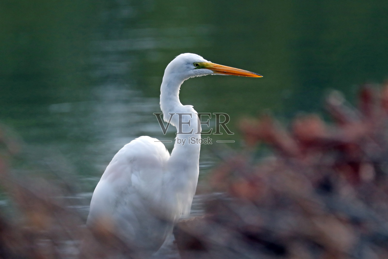 白鹭照片摄影图片
