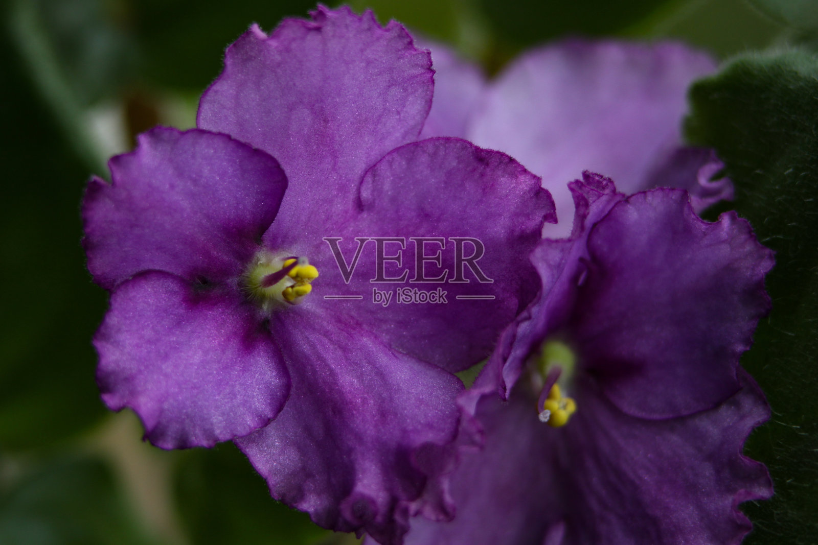 模糊的背景上的非洲紫罗兰盆花。照片摄影图片