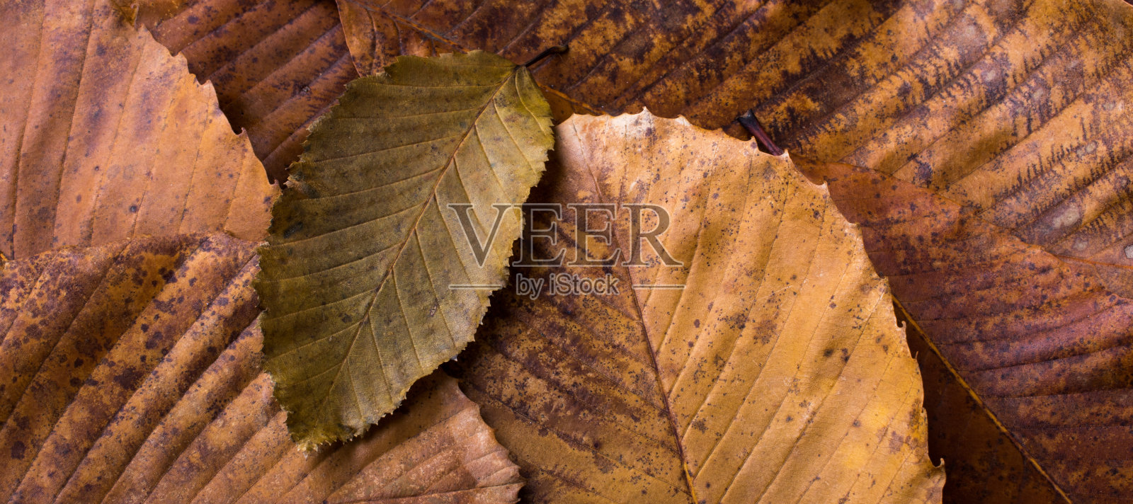 干叶突出的其他叶子作为秋天的背景照片摄影图片