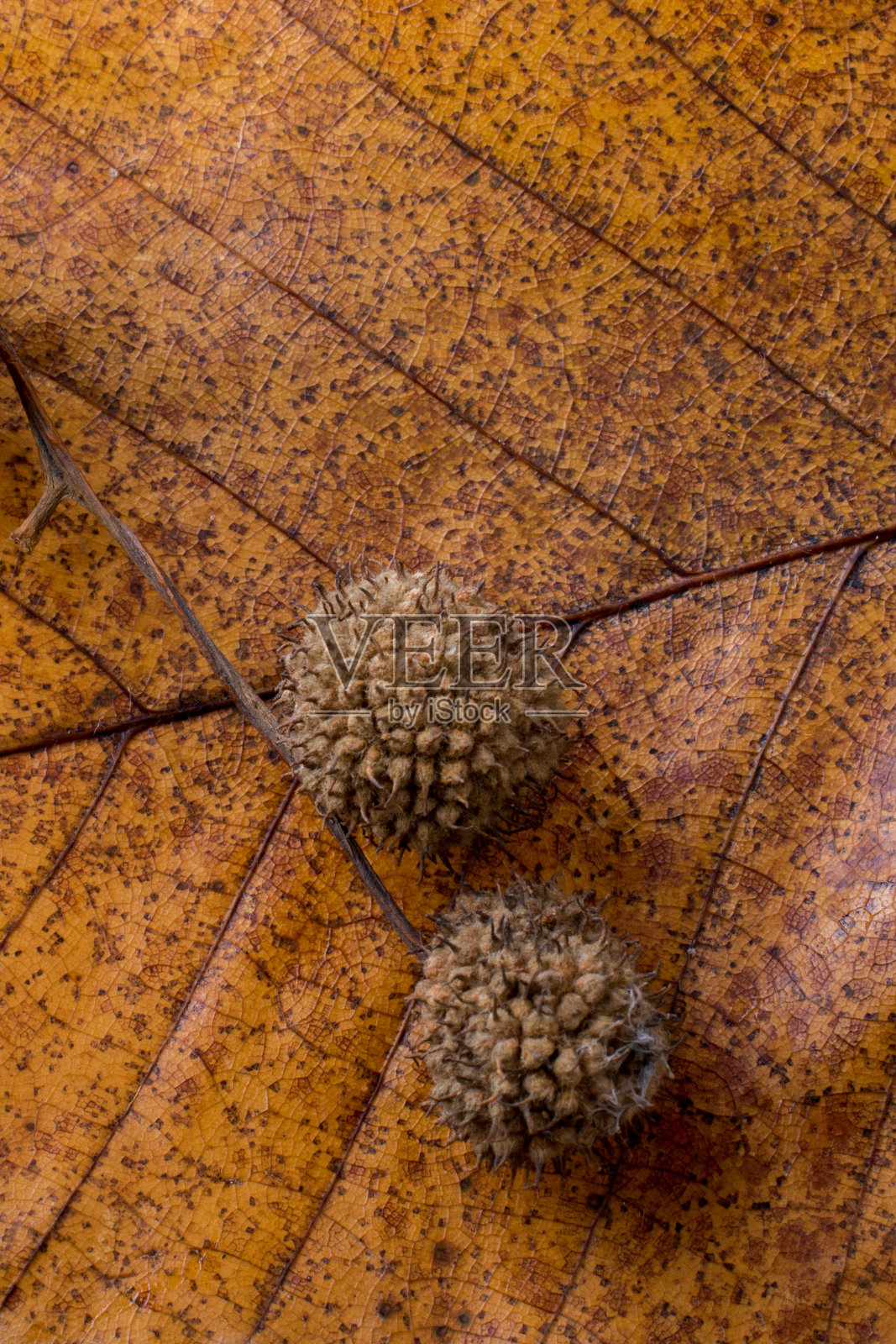 褐色的豆荚，在干燥的叶子上作为秋天的背景照片摄影图片