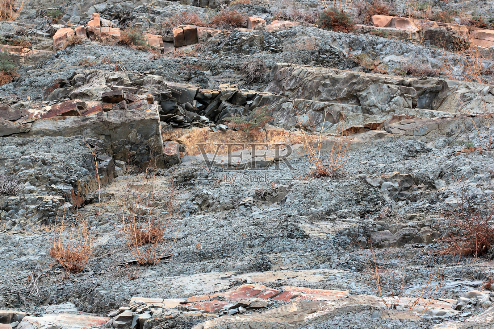 在岩石上红色和灰色砂岩层之间的裂缝中生长的小树照片摄影图片
