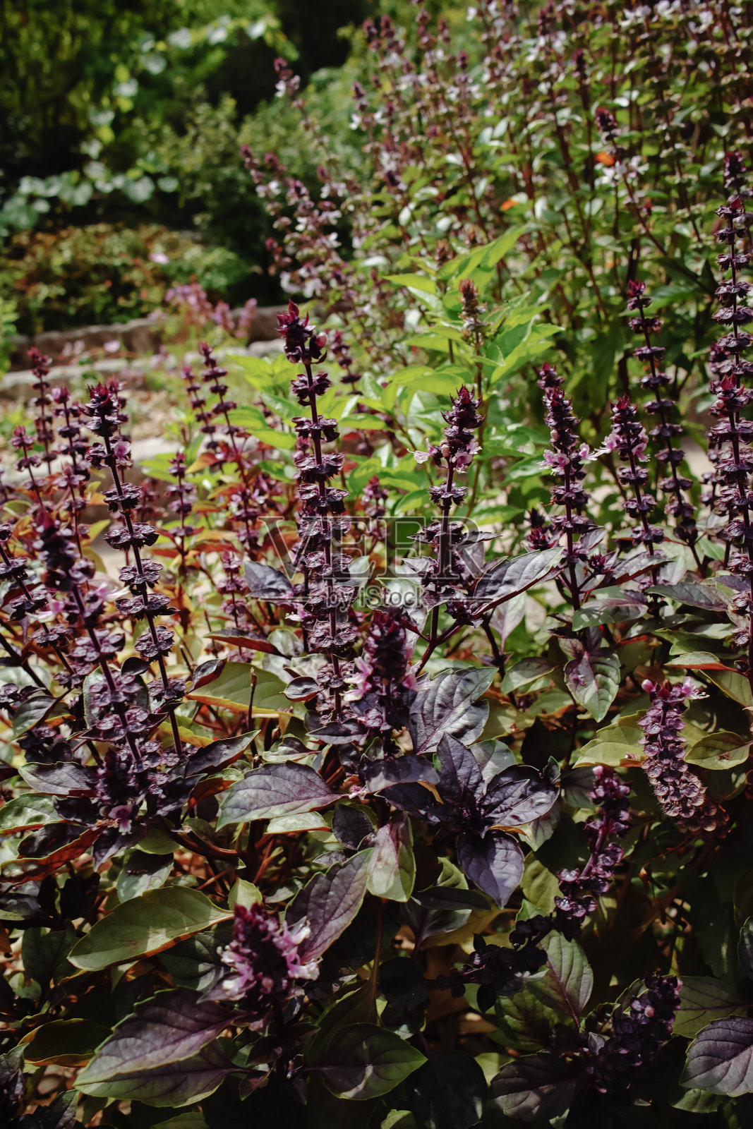 花园里有新鲜芳香的香草罗勒植物照片摄影图片