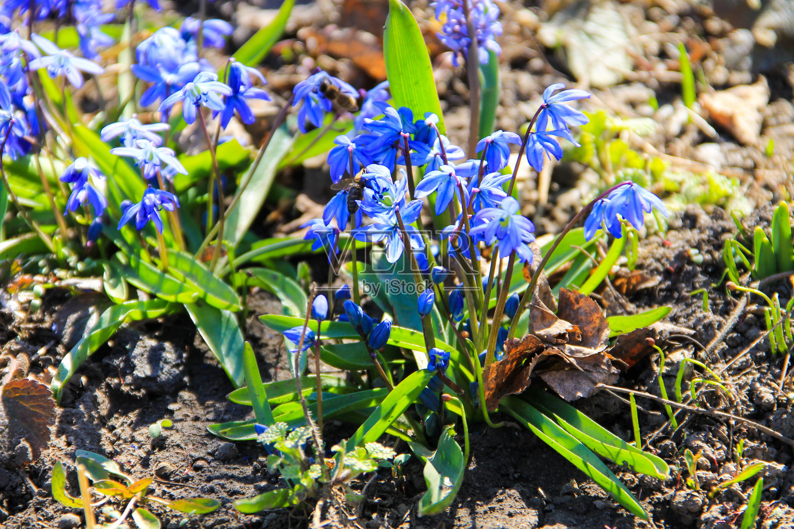 蓝色的锡拉花(锡拉西伯利亚)或西伯利亚鱿鱼照片摄影图片