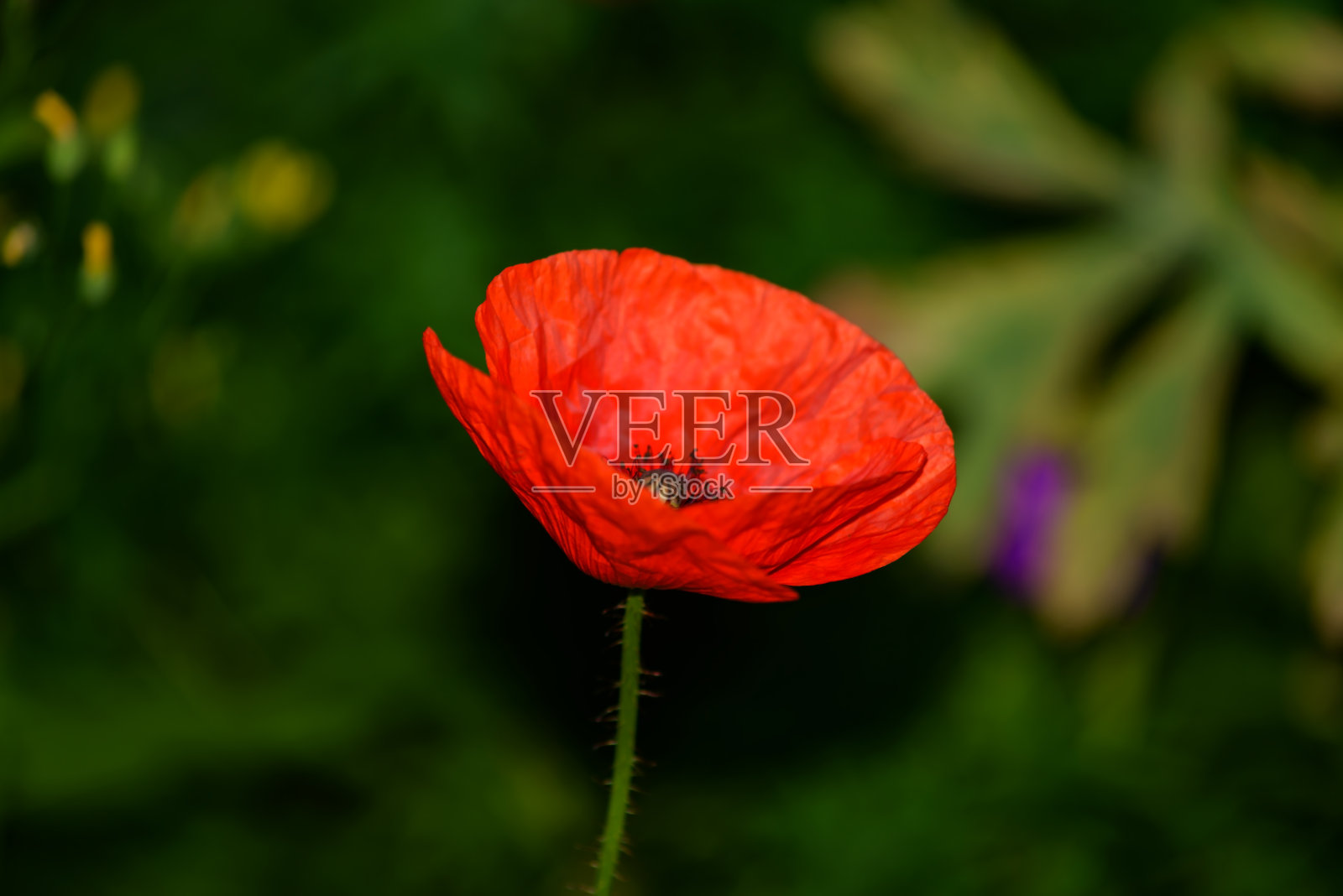 红色罂粟花照片摄影图片