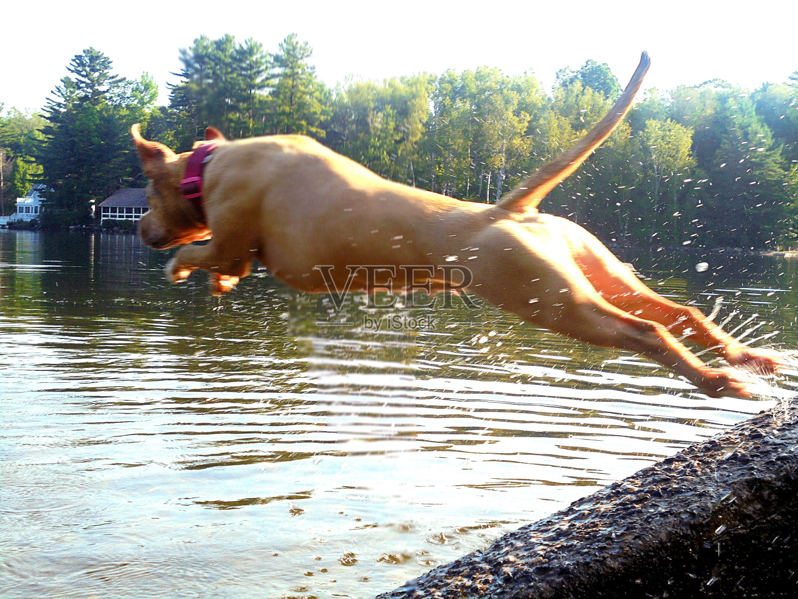 狗在边缘照片摄影图片