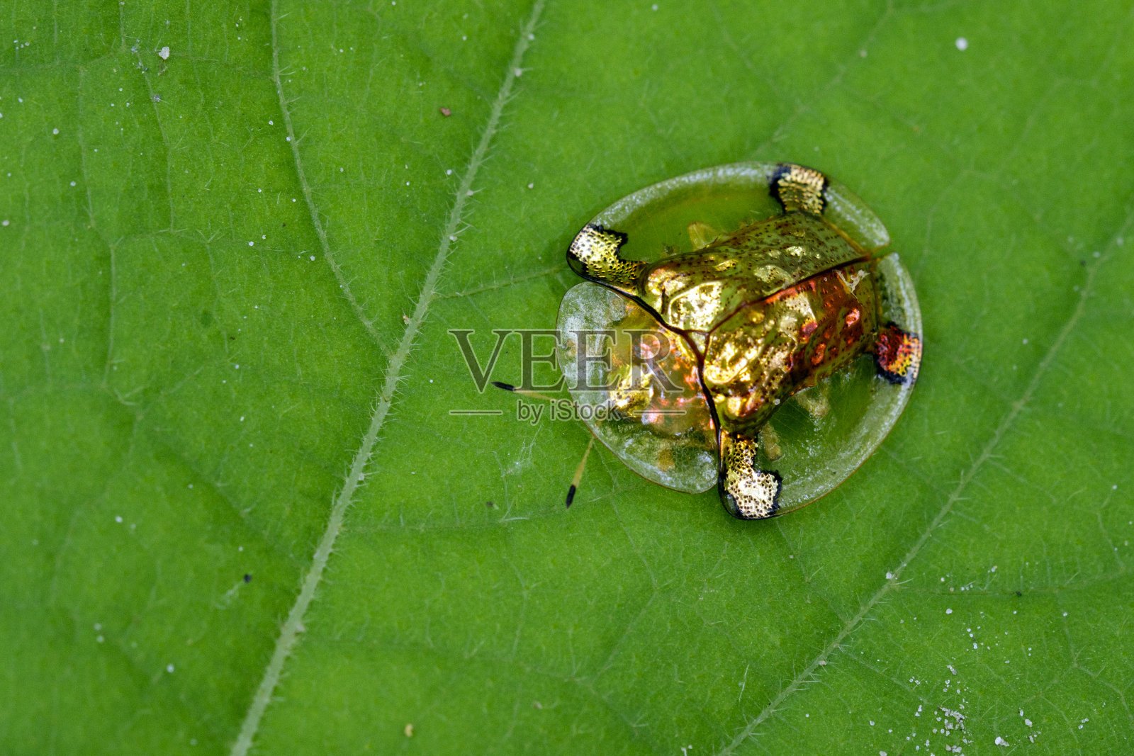 绿色叶子上的金龟甲虫或埃斯卡拉巴霍托图加的形象。昆虫的动物照片摄影图片