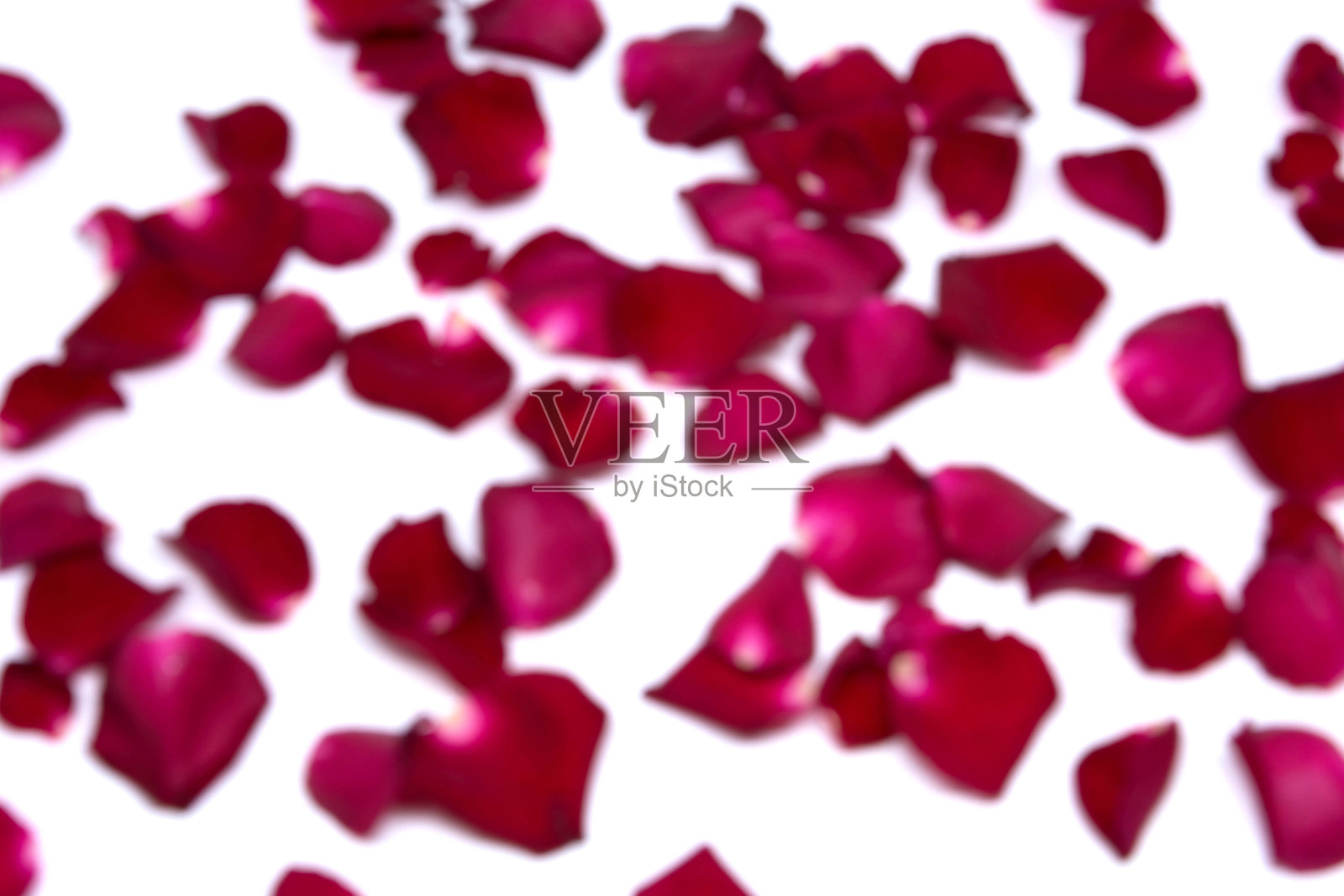 孤立的玫瑰花瓣洒在白色背景上照片摄影图片