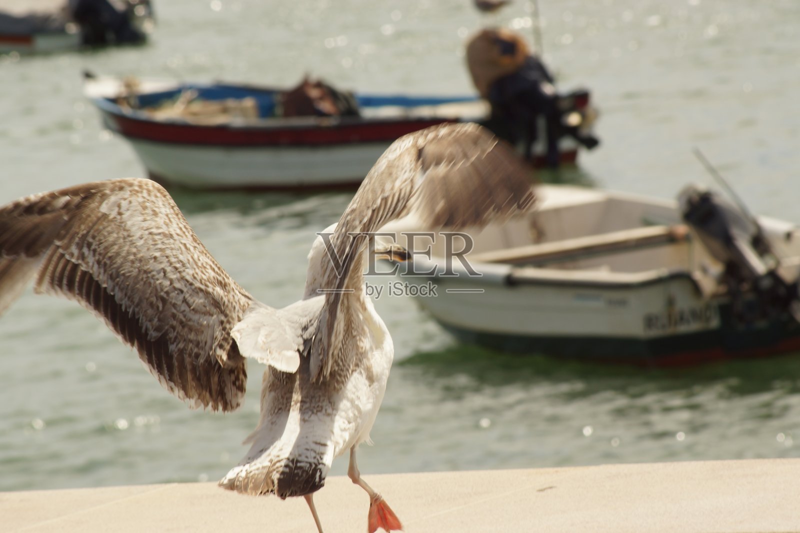 一只鸟照片摄影图片