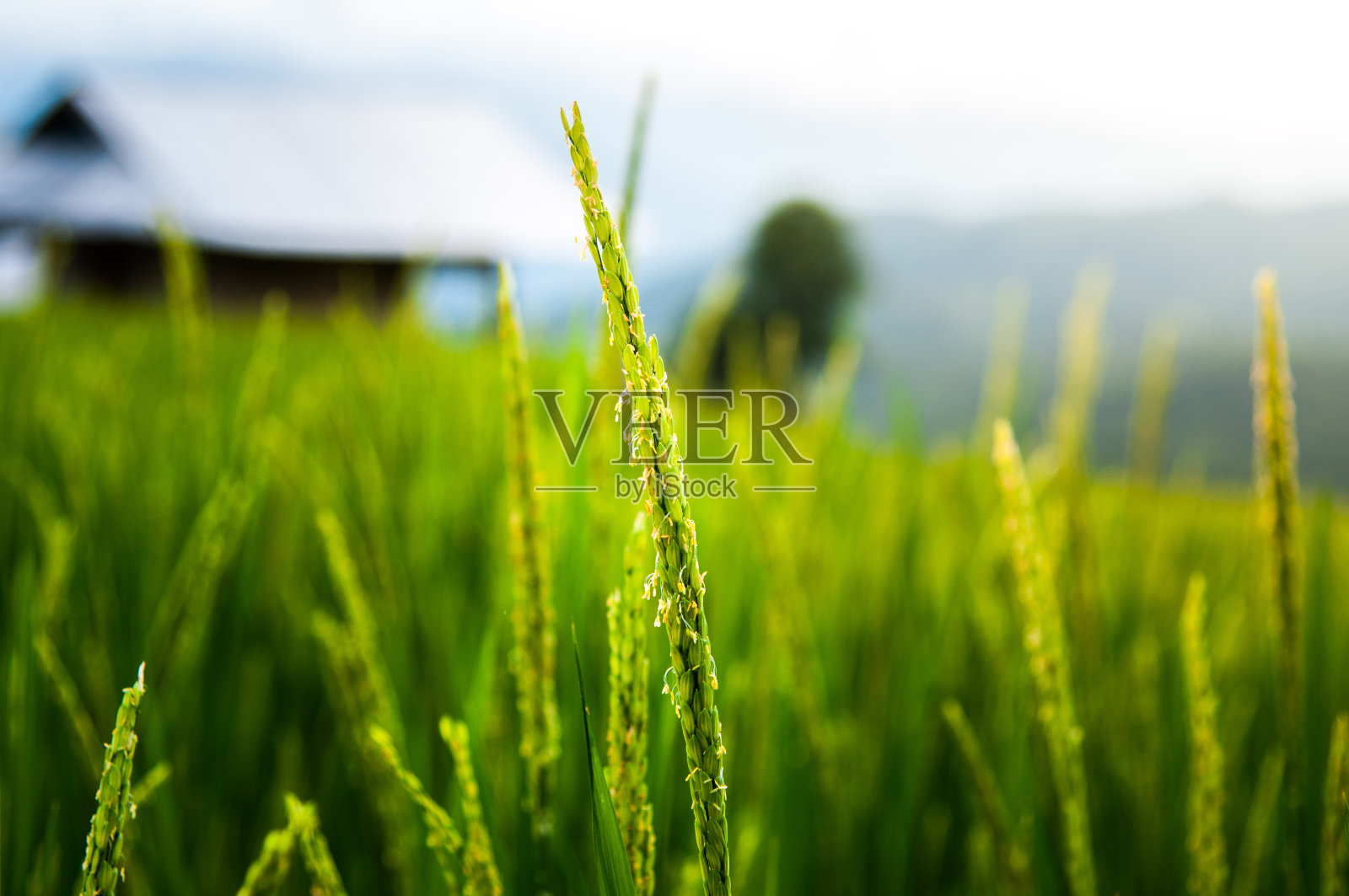 水稻穗在天然郁郁葱葱的绿色梯田中照片摄影图片