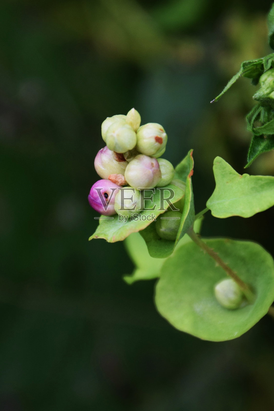 红脚鹬perfoliata照片摄影图片
