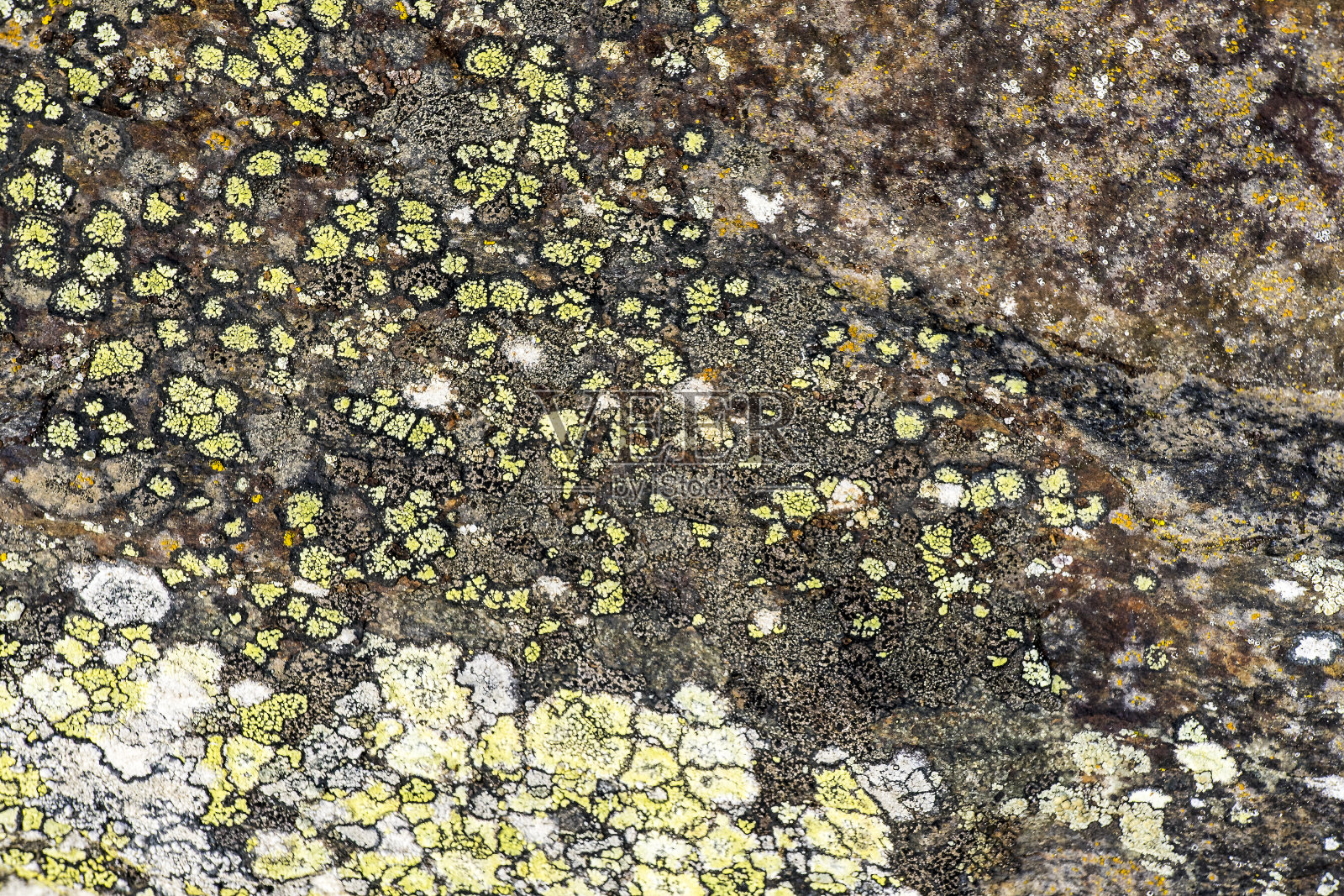 舔石头照片摄影图片