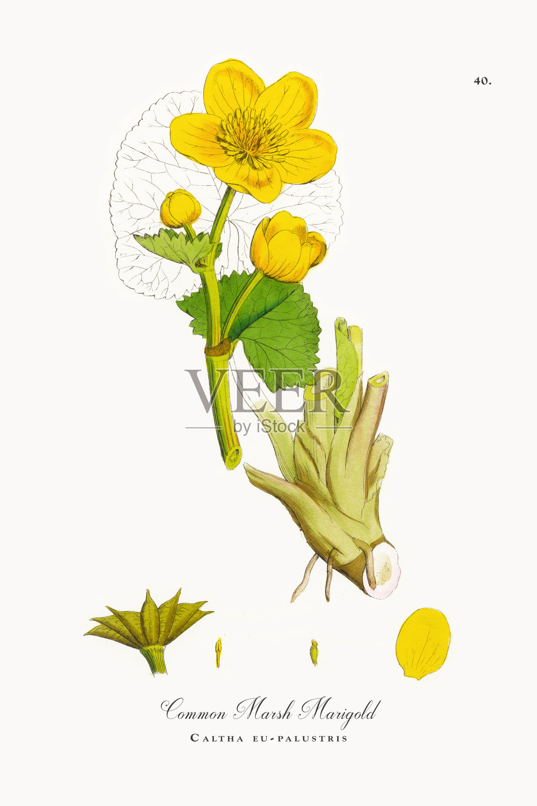 Common Marsh Marigold, Caltha eu-palustris，维多利亚植物学插图，1863年插画图片素材