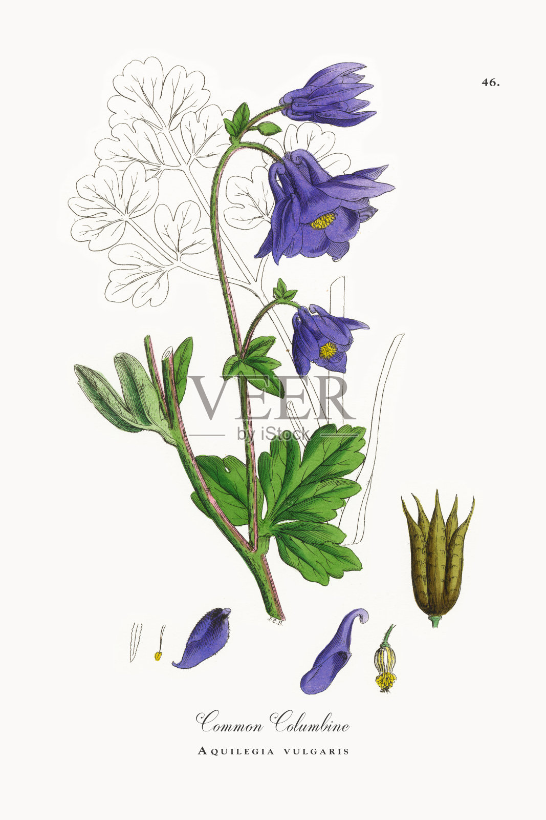 普通耧菜，Aquilegia vulgaris，维多利亚植物学插图，1863年插画图片素材