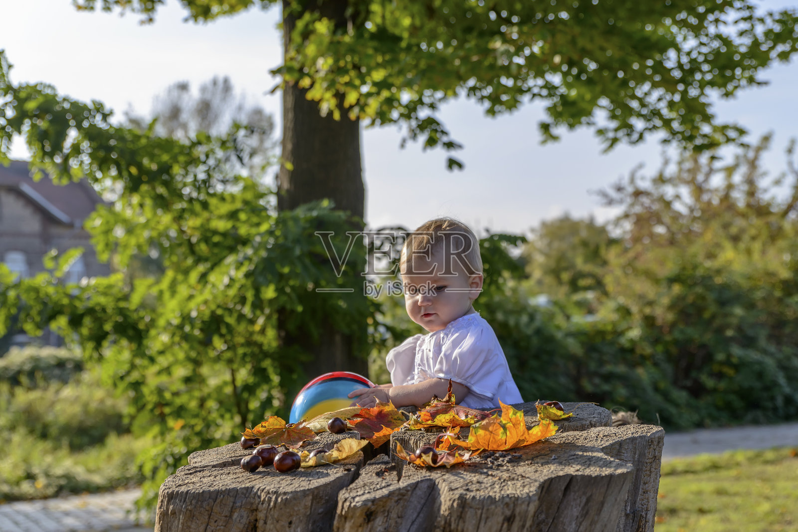 可爱可爱的宝宝穿着白色的裙子带着球，看着秋静物。照片摄影图片