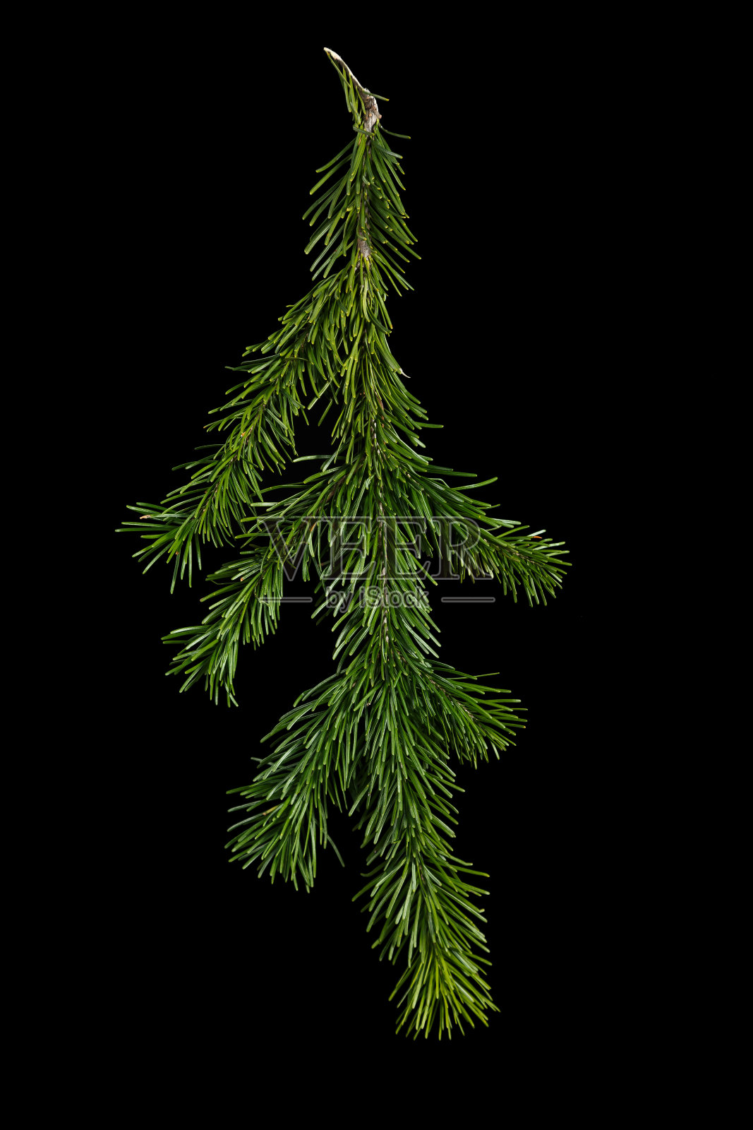 冷杉枝上的黑色背景照片摄影图片