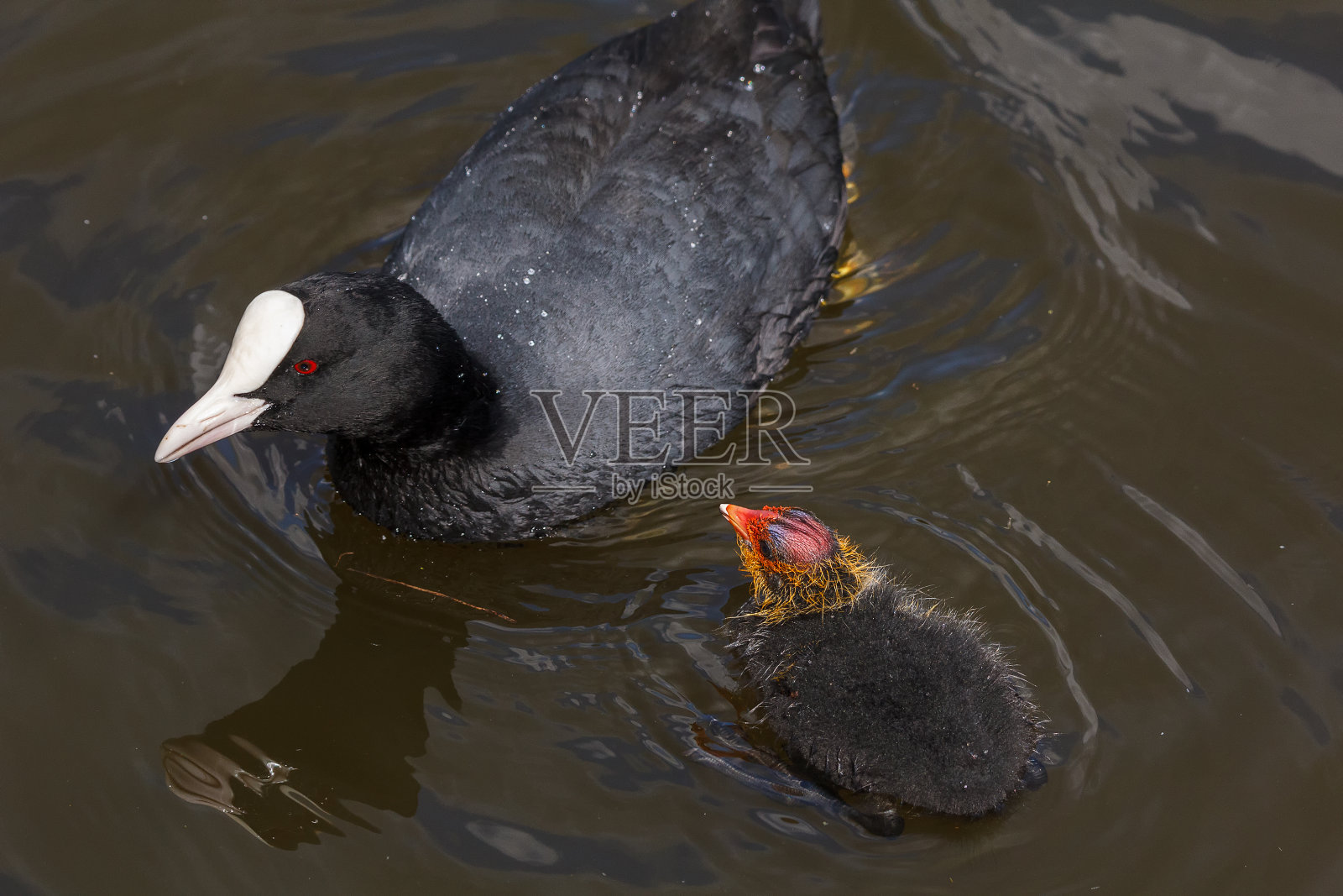 傻瓜和人工孵化的照片摄影图片