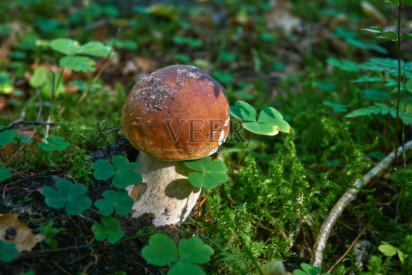 一只棕色的蘑菇，Lurid Bolete，在树林里。照片摄影图片