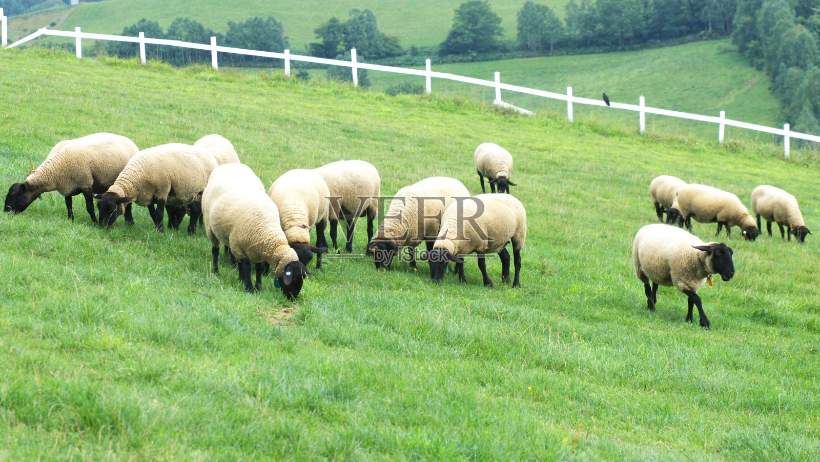 吃草的羊照片摄影图片