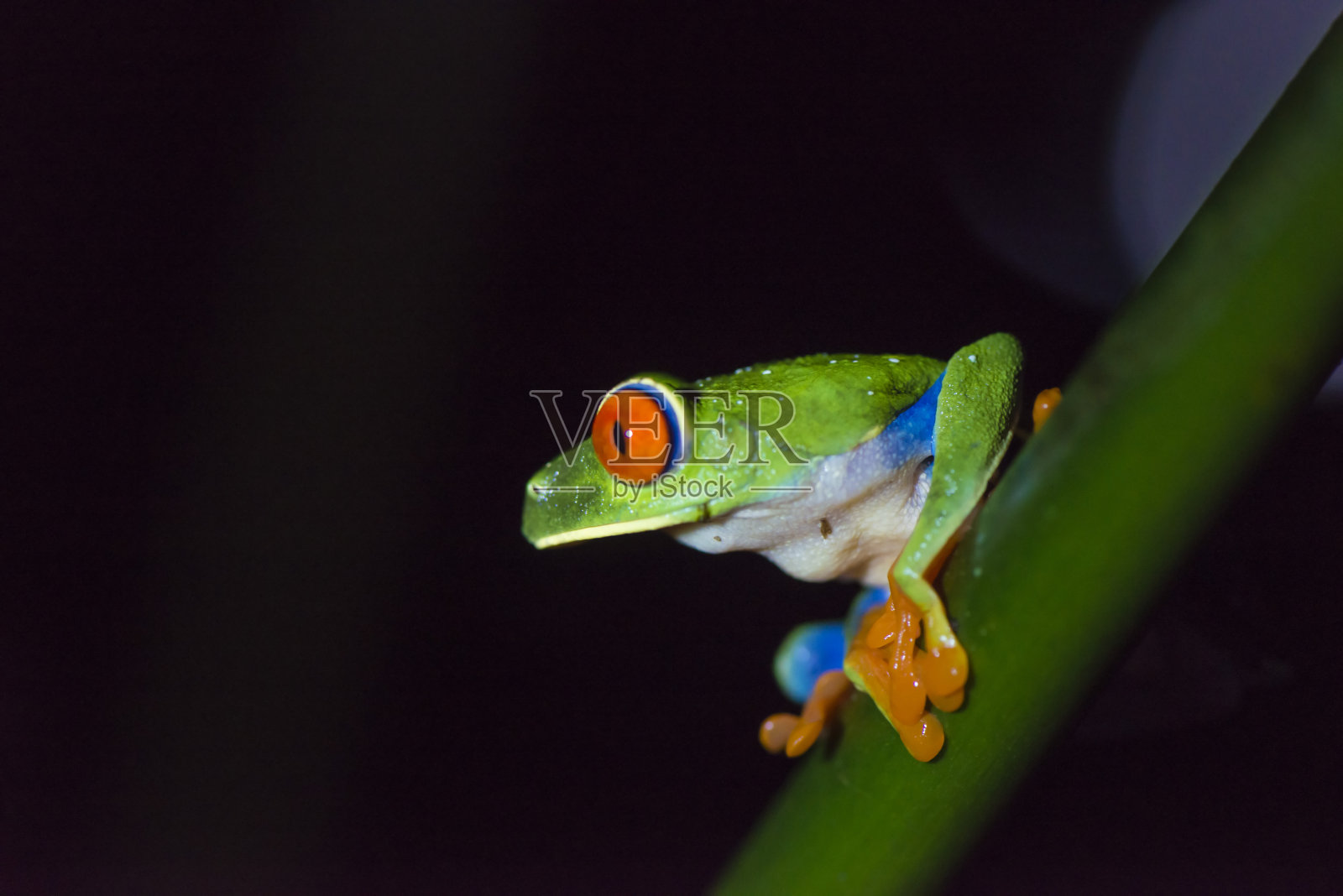 蓝色牛仔裤，毒镖蛙照片摄影图片