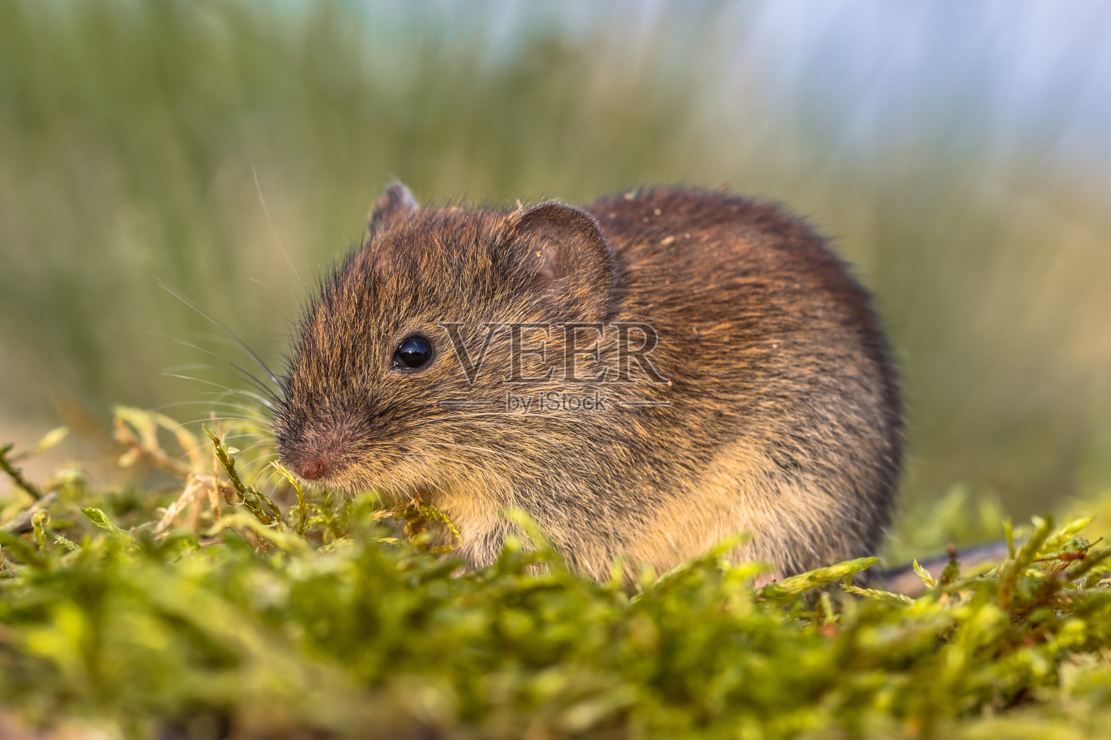 草地里的河岸田鼠照片摄影图片