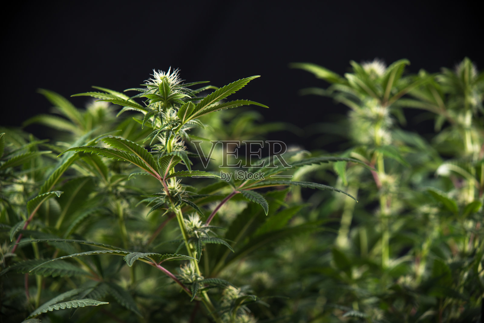 大麻可乐(千橡大麻株)在花期早期有明显的毛和叶照片摄影图片