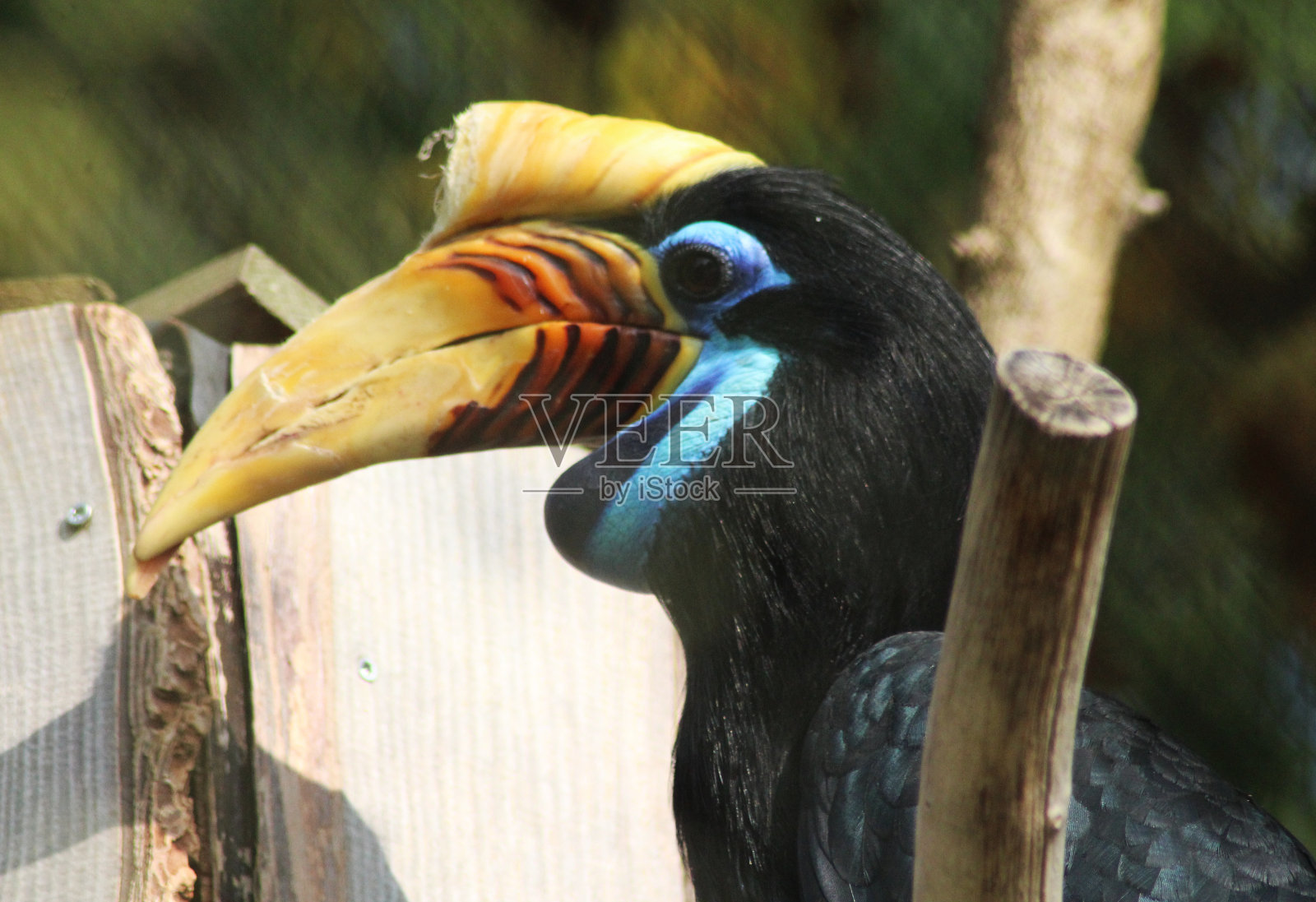 角嘴犀鸟照片摄影图片
