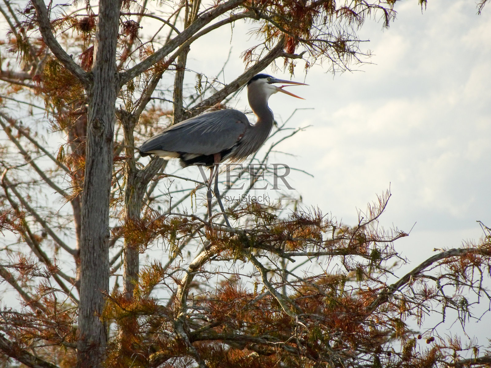 一只蓝鹭栖息在树枝上照片摄影图片