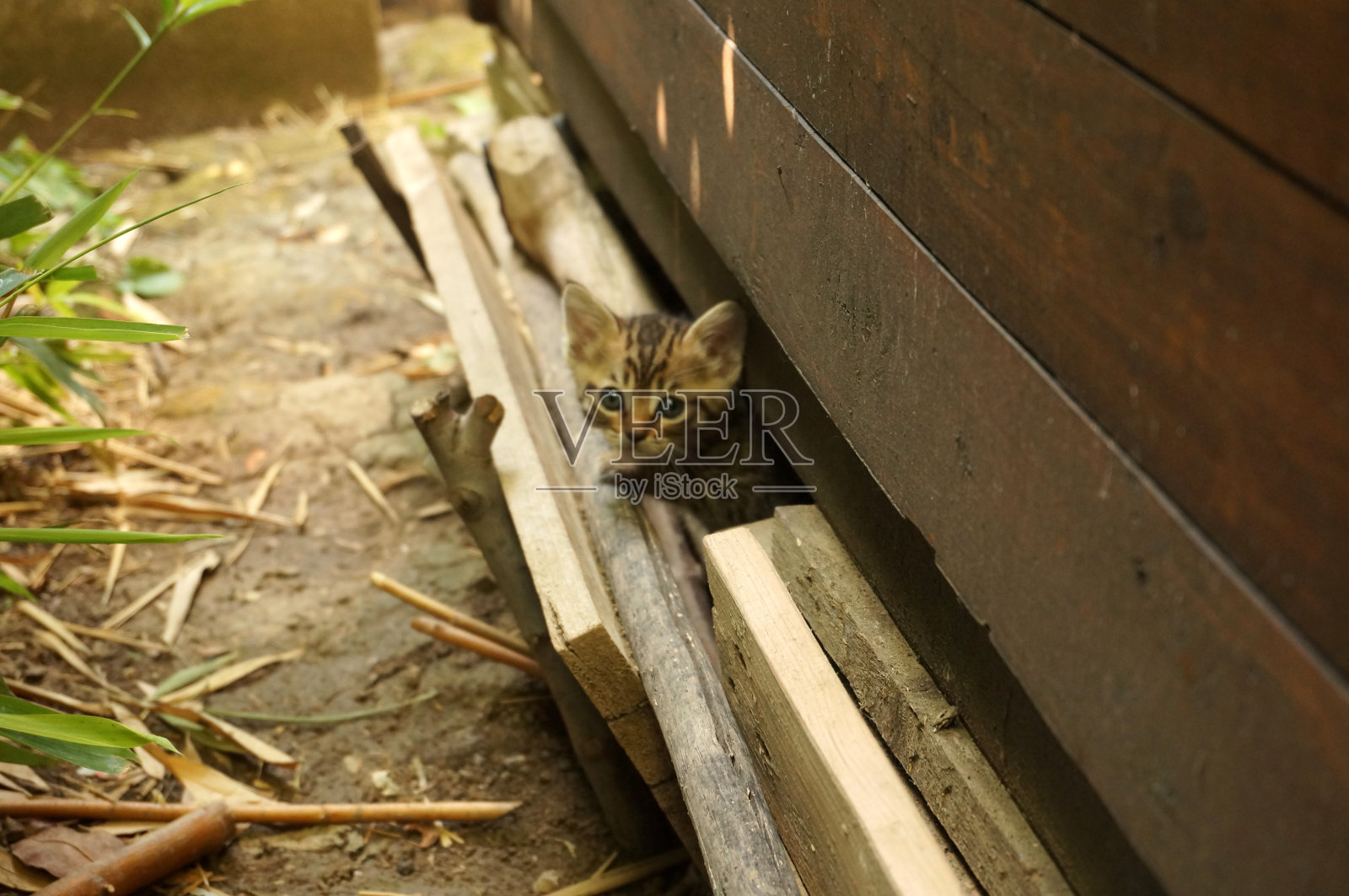 好奇的猫玩照片摄影图片