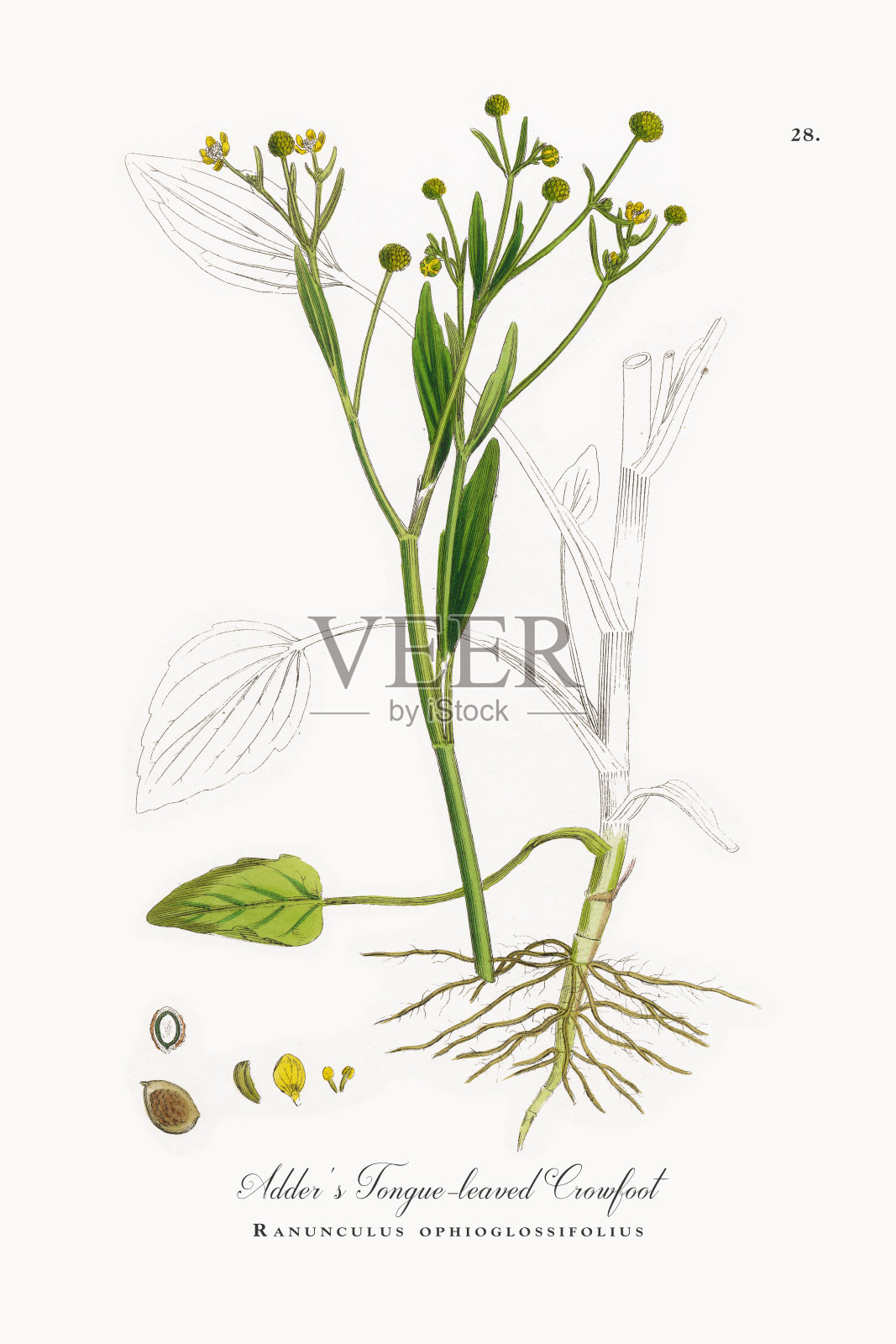 蝰蛇的舌叶毛茛，维多利亚植物学插图，1863年设计元素图片