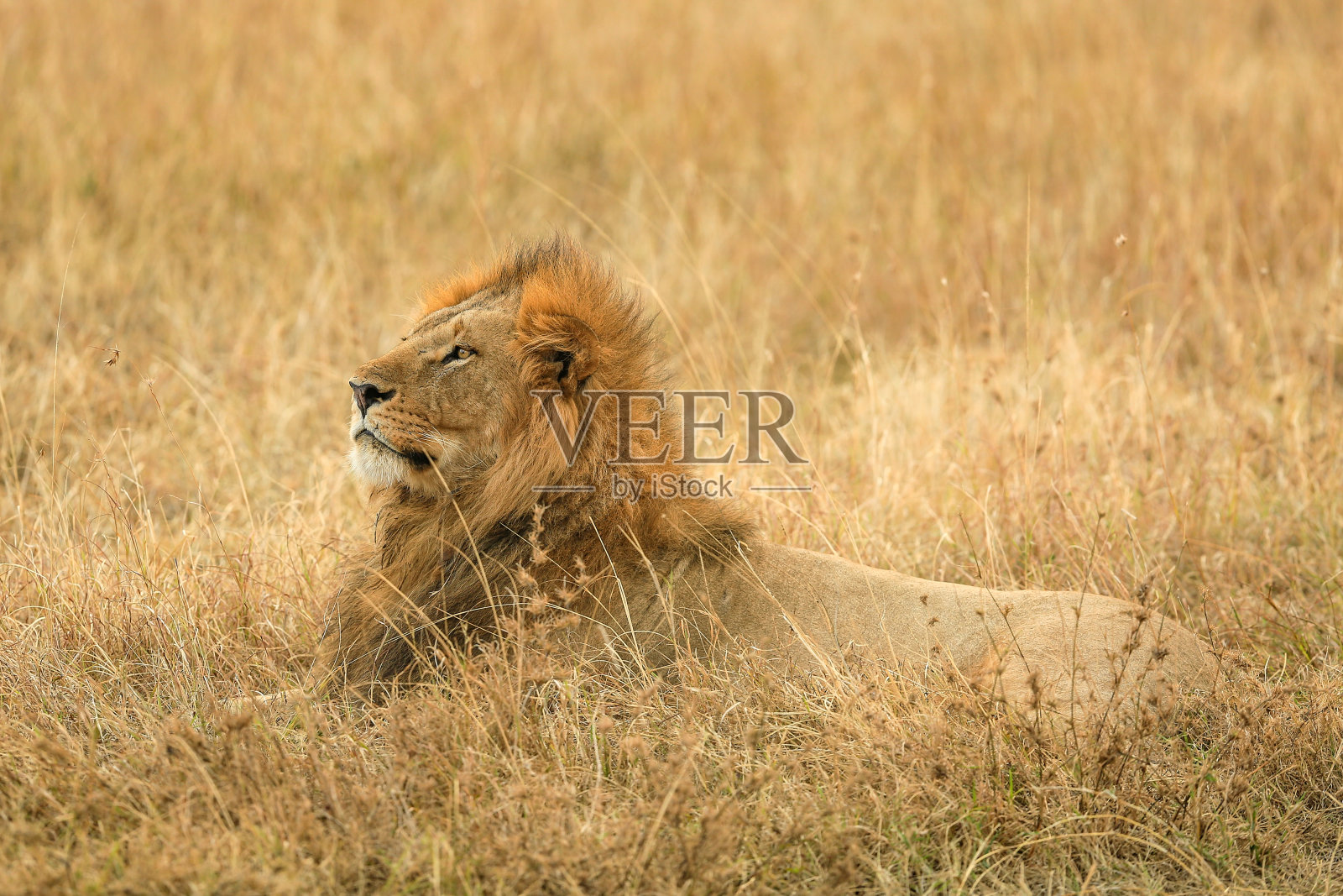 草原上的狮子照片摄影图片