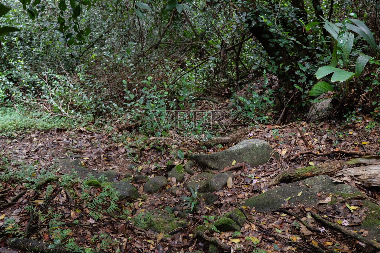 马埃岛北部贾斯敏山脚下的热带雨林。塞舌尔群岛。非洲东部照片摄影图片