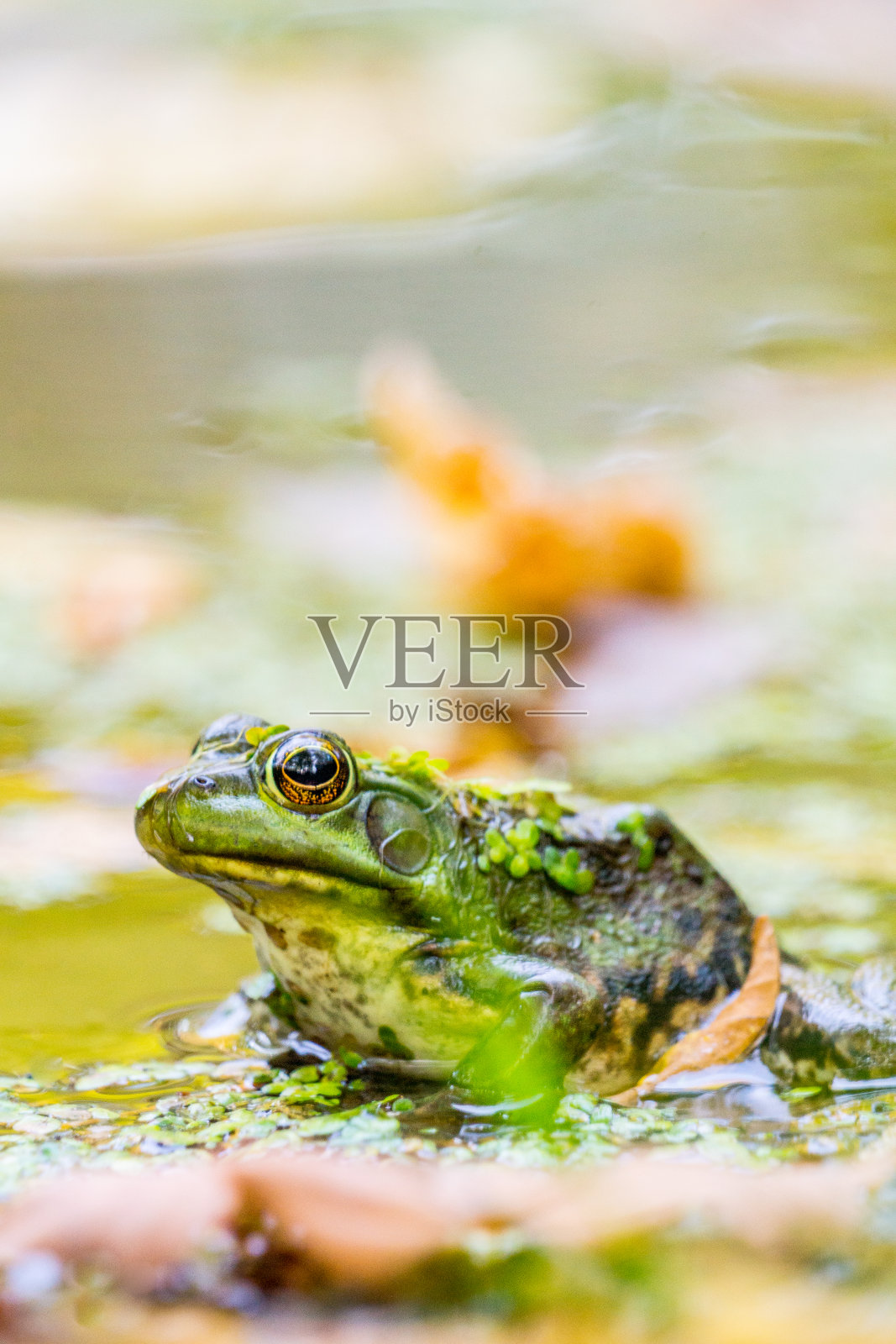 池塘里的绿青蛙照片摄影图片