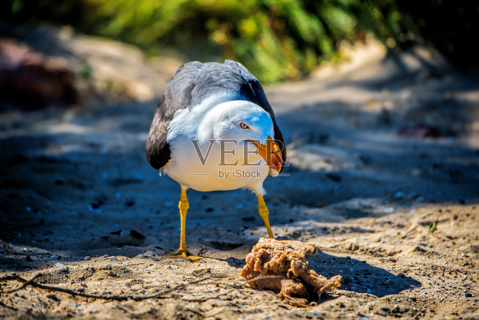 太平洋海鸥(太平洋海鸥)照片摄影图片