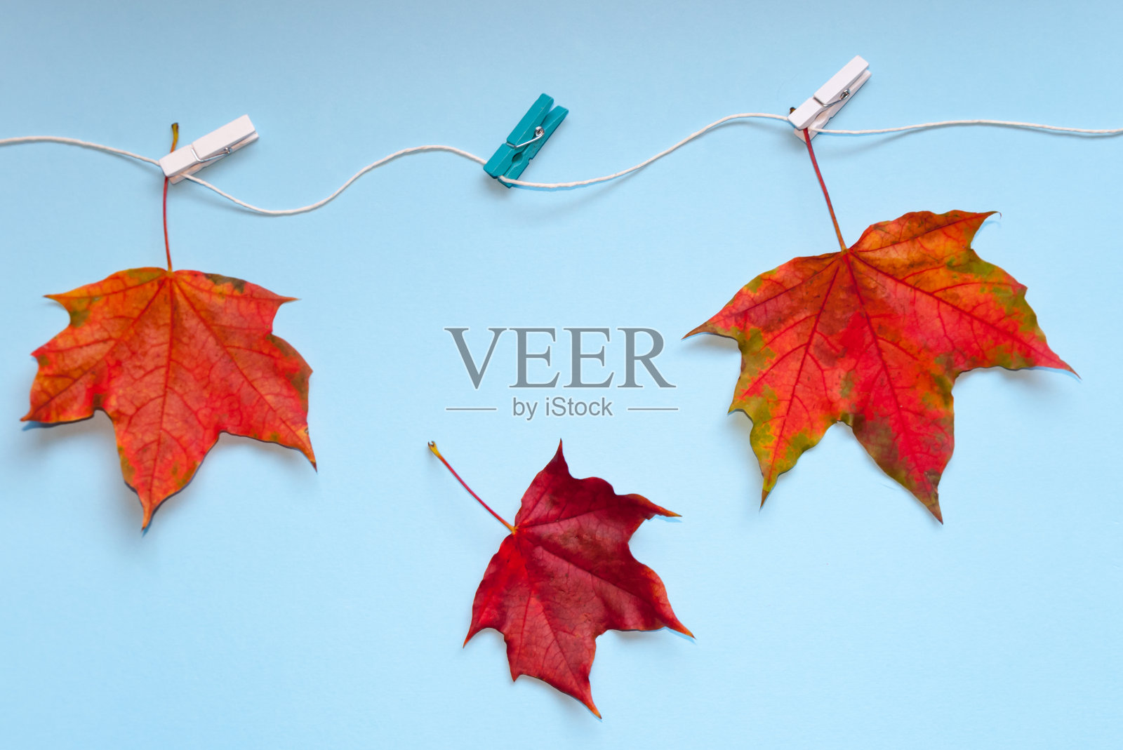 三片鲜艳的枫叶用晒衣夹固定在绳子上。其中一个掉了下来。秋天的概念。完成照片摄影图片