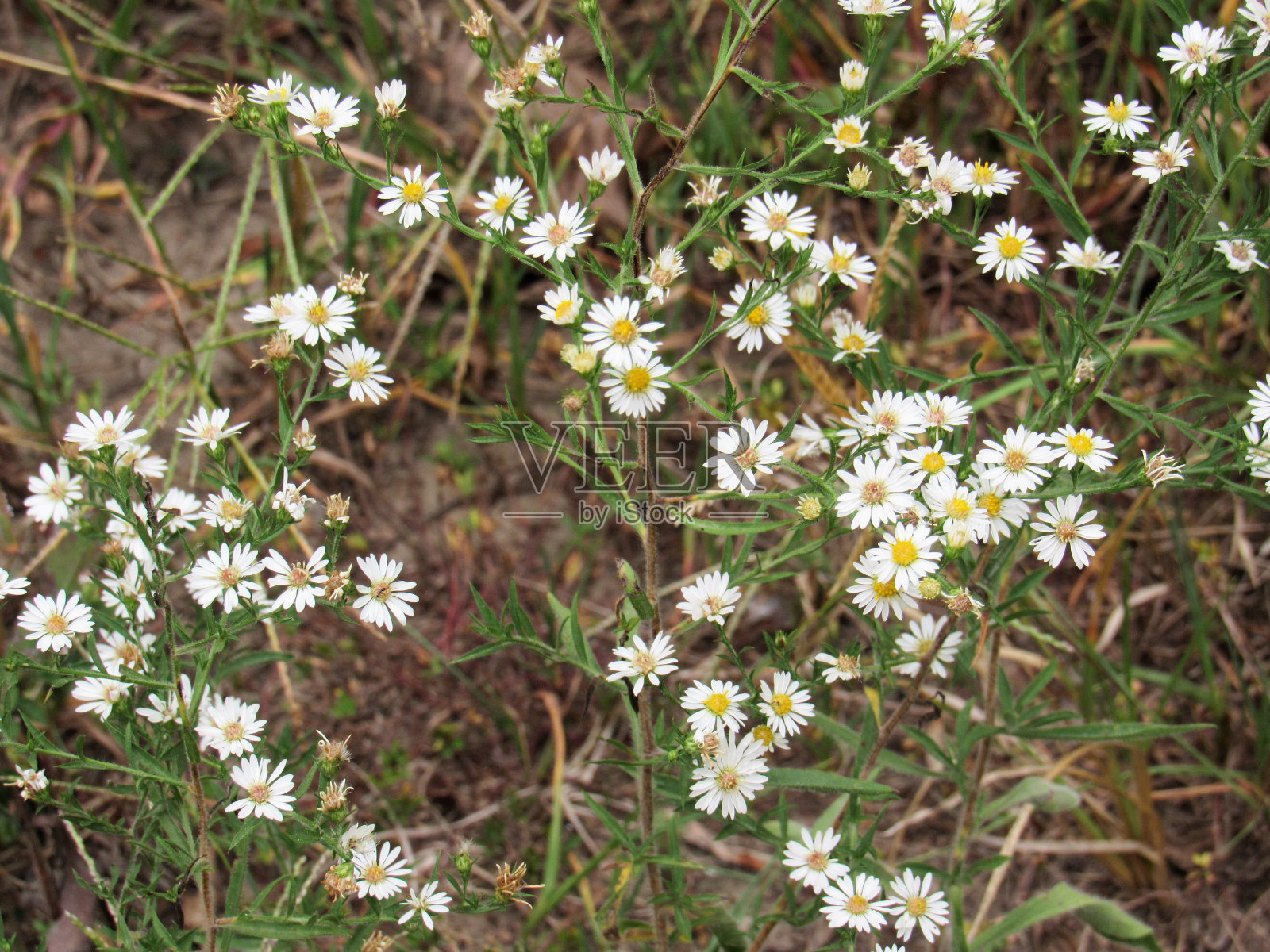 野花照片摄影图片
