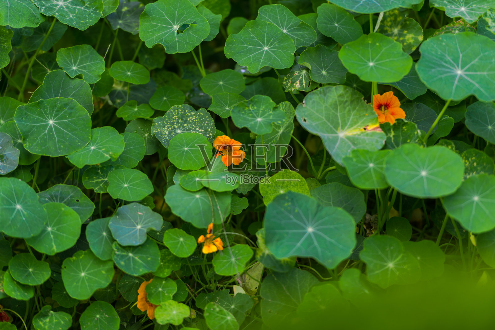 花园的花照片摄影图片