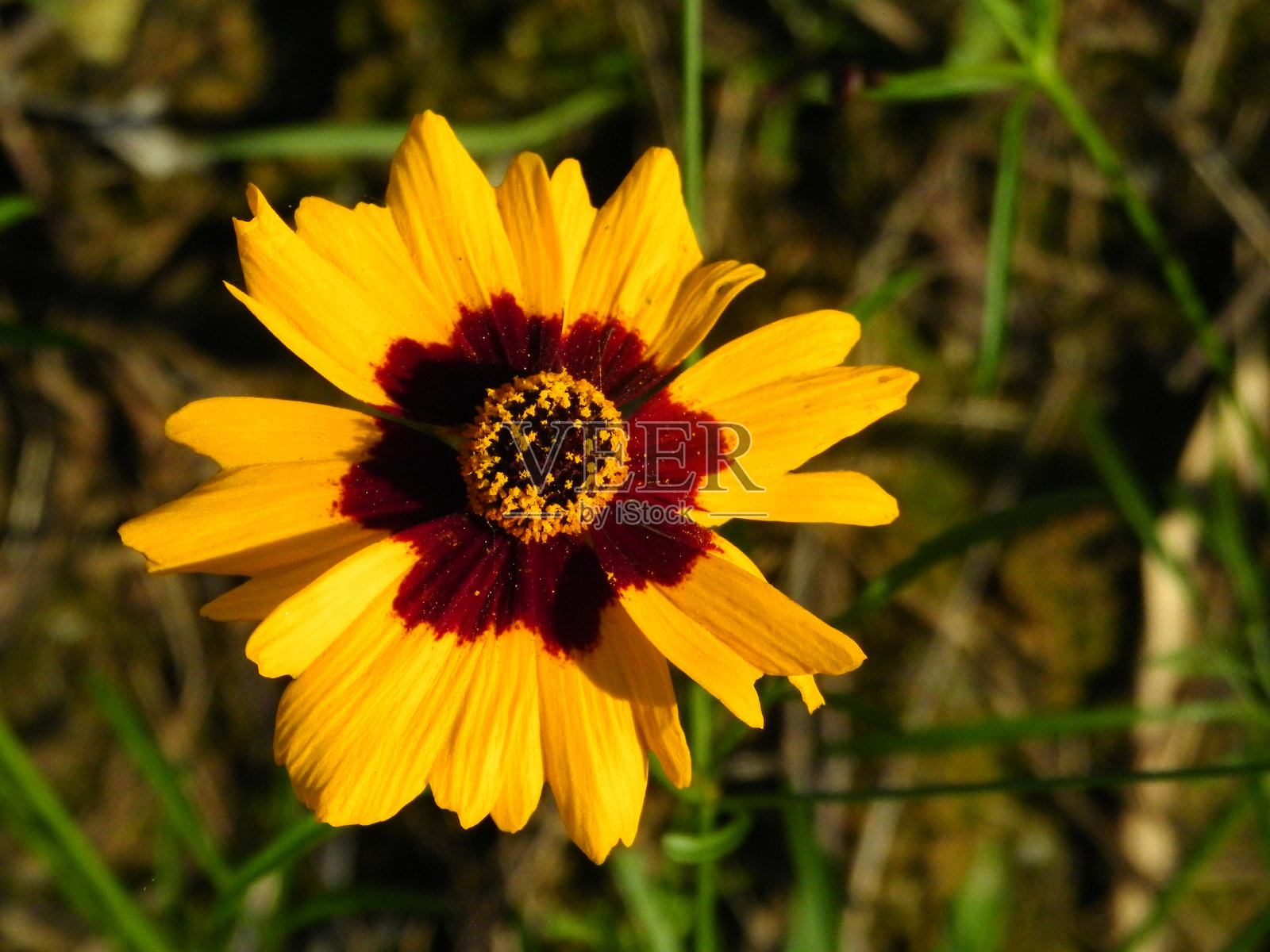 春天的花照片摄影图片