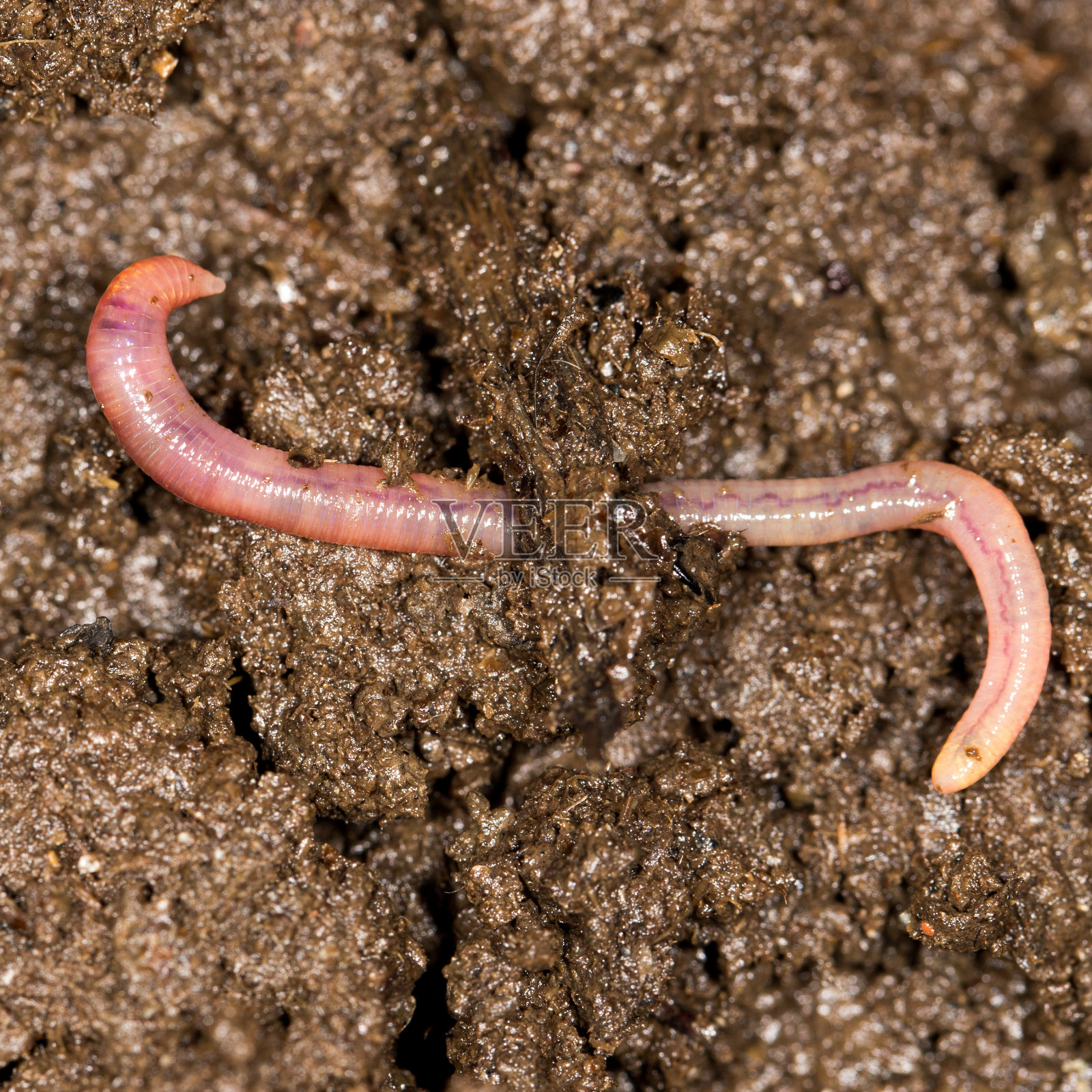 红虫粪照片摄影图片