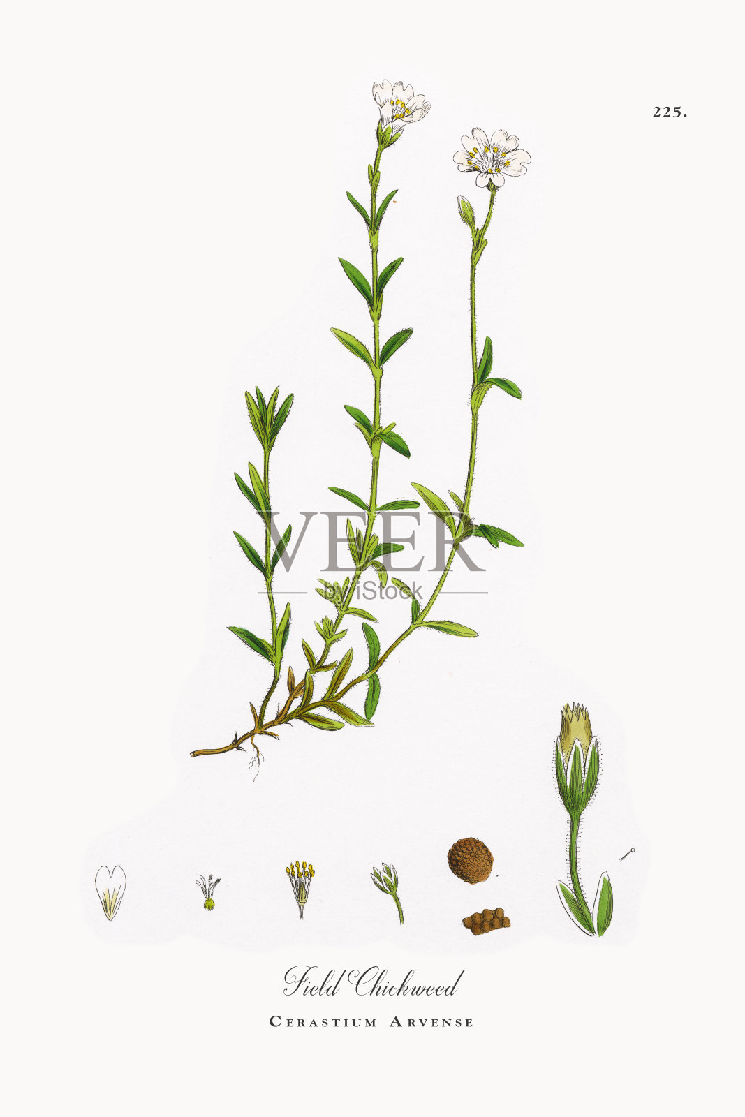 田野杂草，Cerastium Arvense，维多利亚植物学插图，1863年设计元素图片