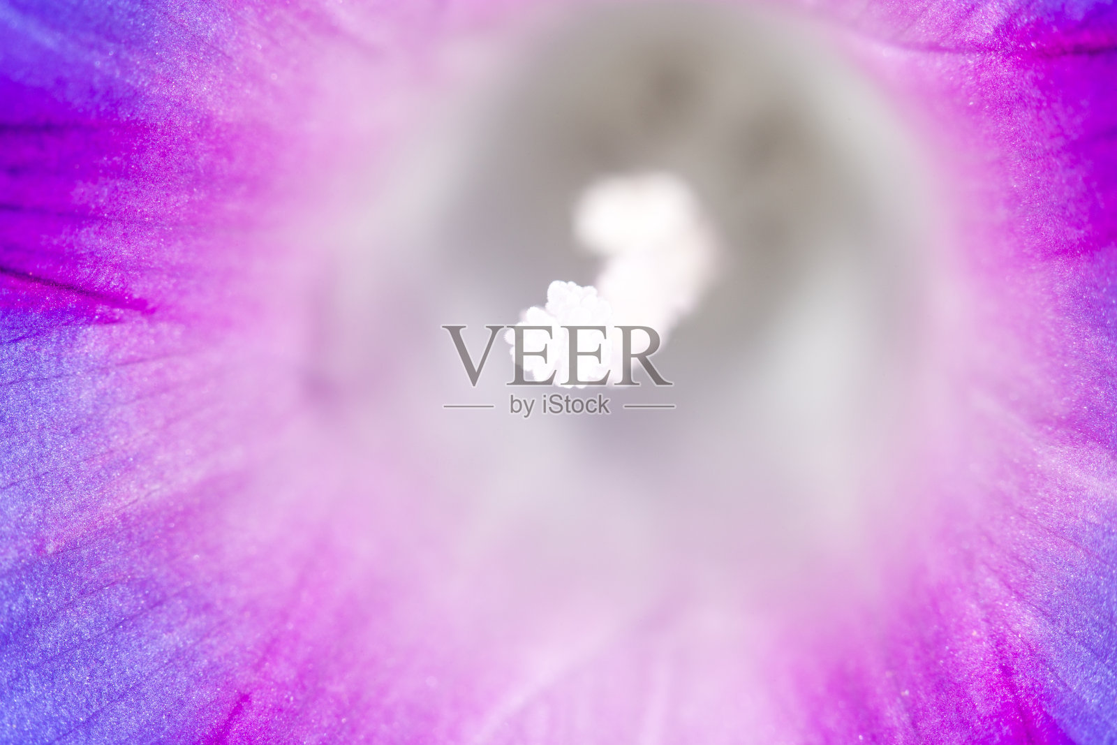 蓝花超宏照片摄影图片